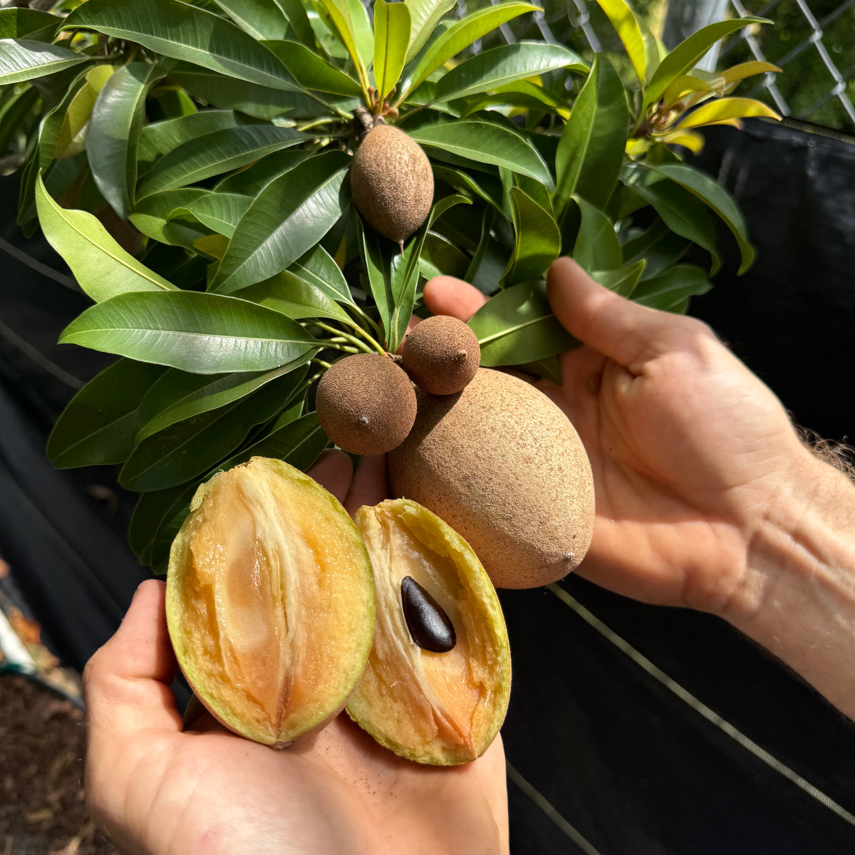 sapota plant in pot Sapodilla Tree 'Silas Wood'