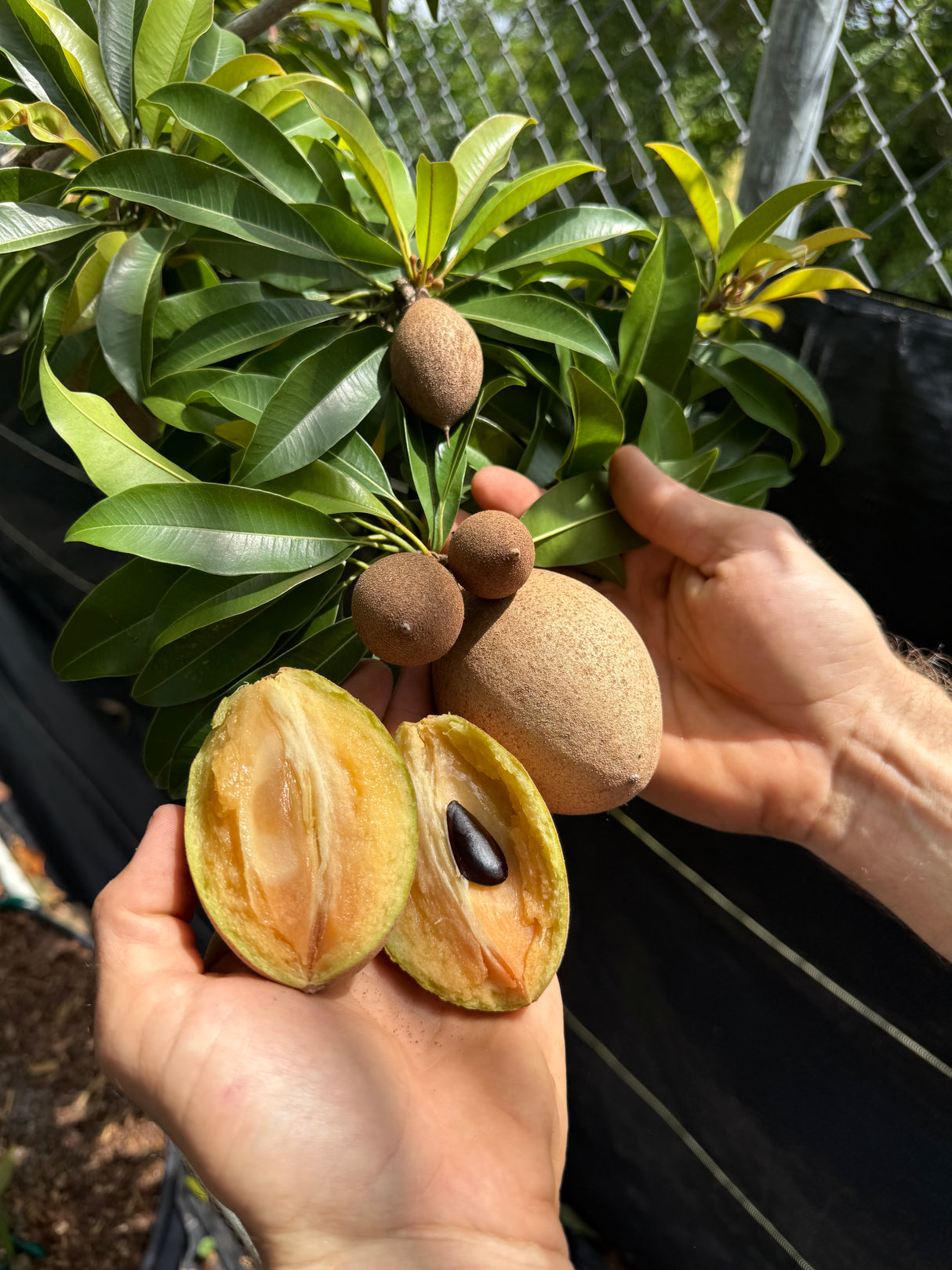 Sapodilla Tree 'Silas Wood'