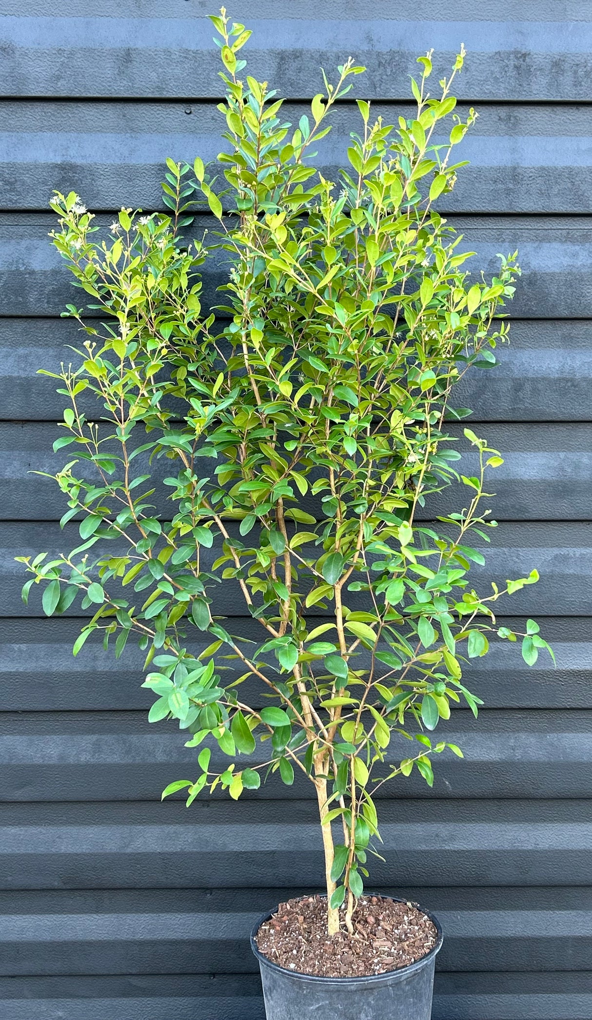 Simpson Stopper Tree