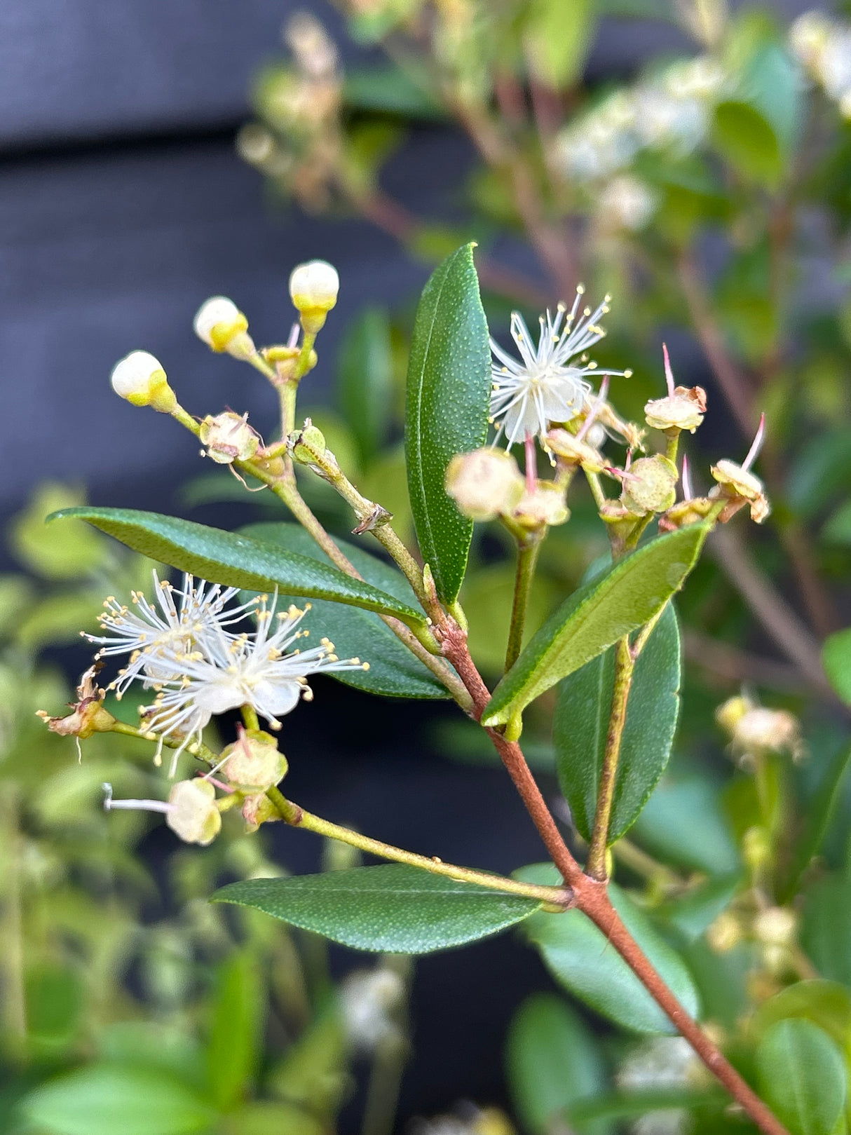 White Stopper Plant