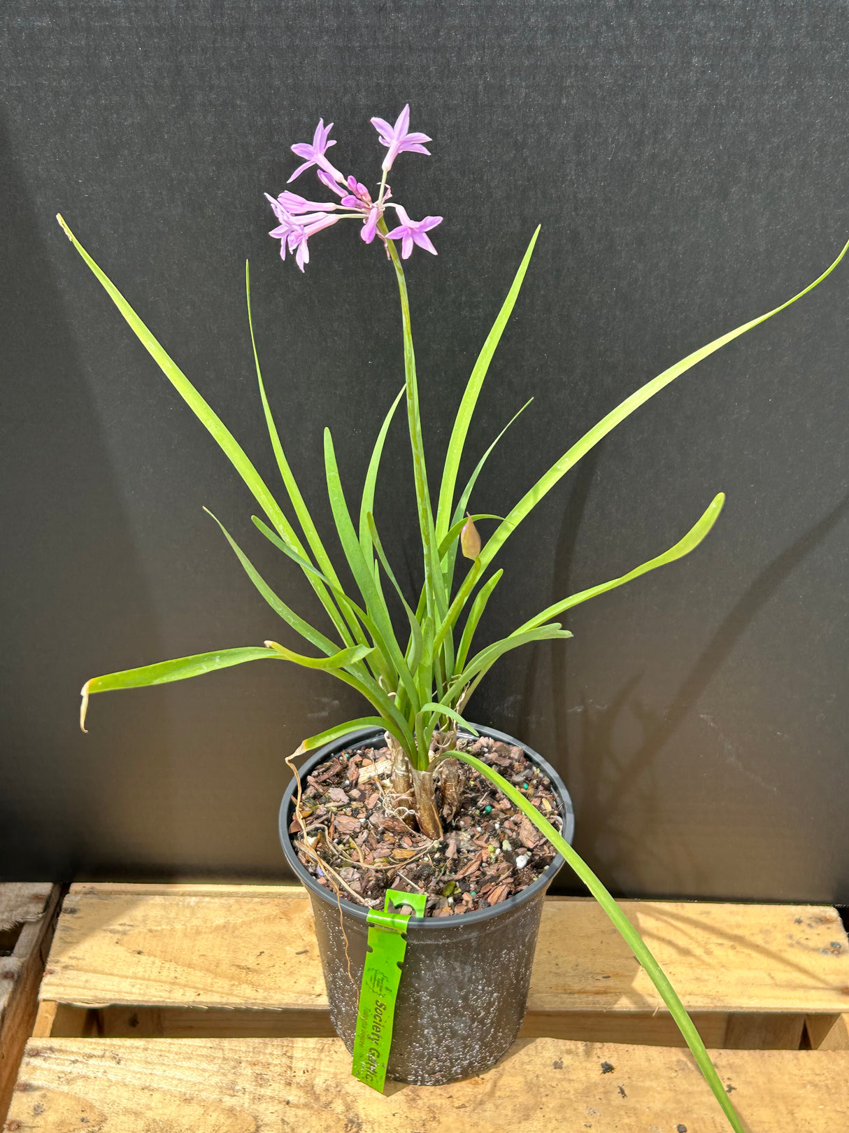 Society Garlic Plant