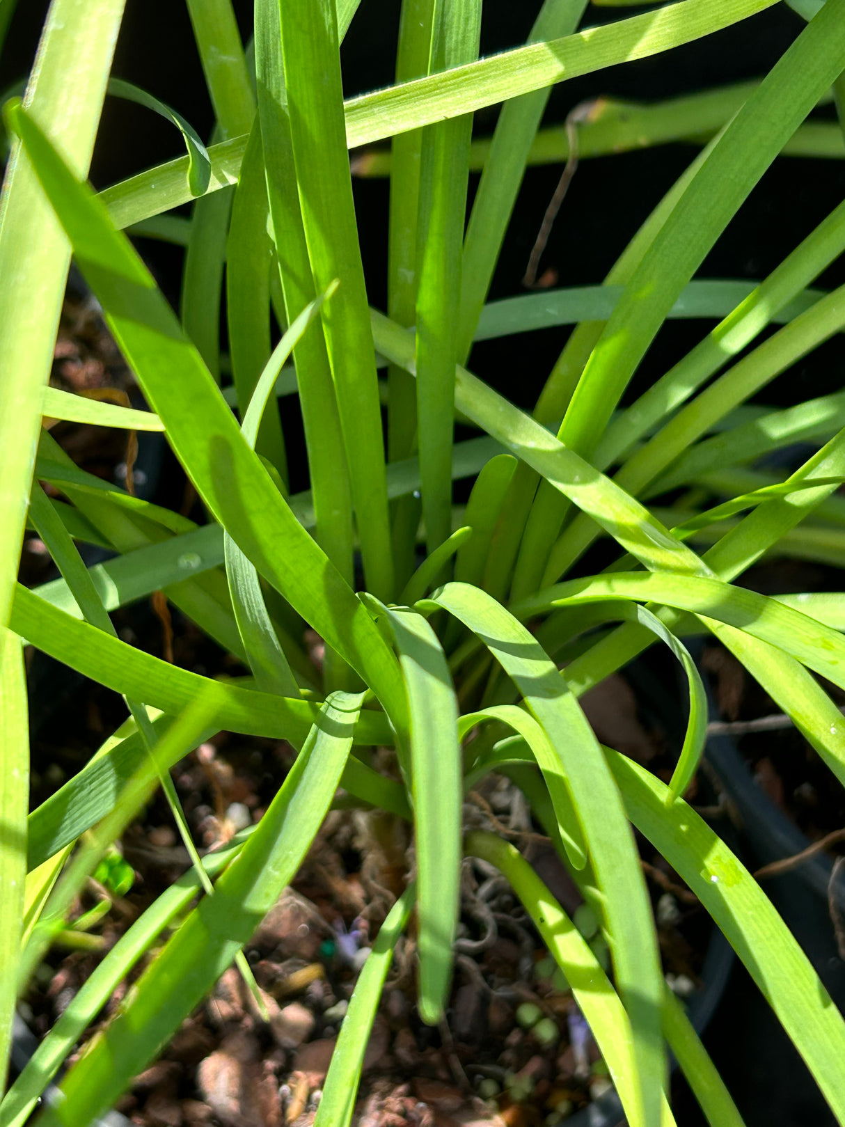 Society Garlic Plant