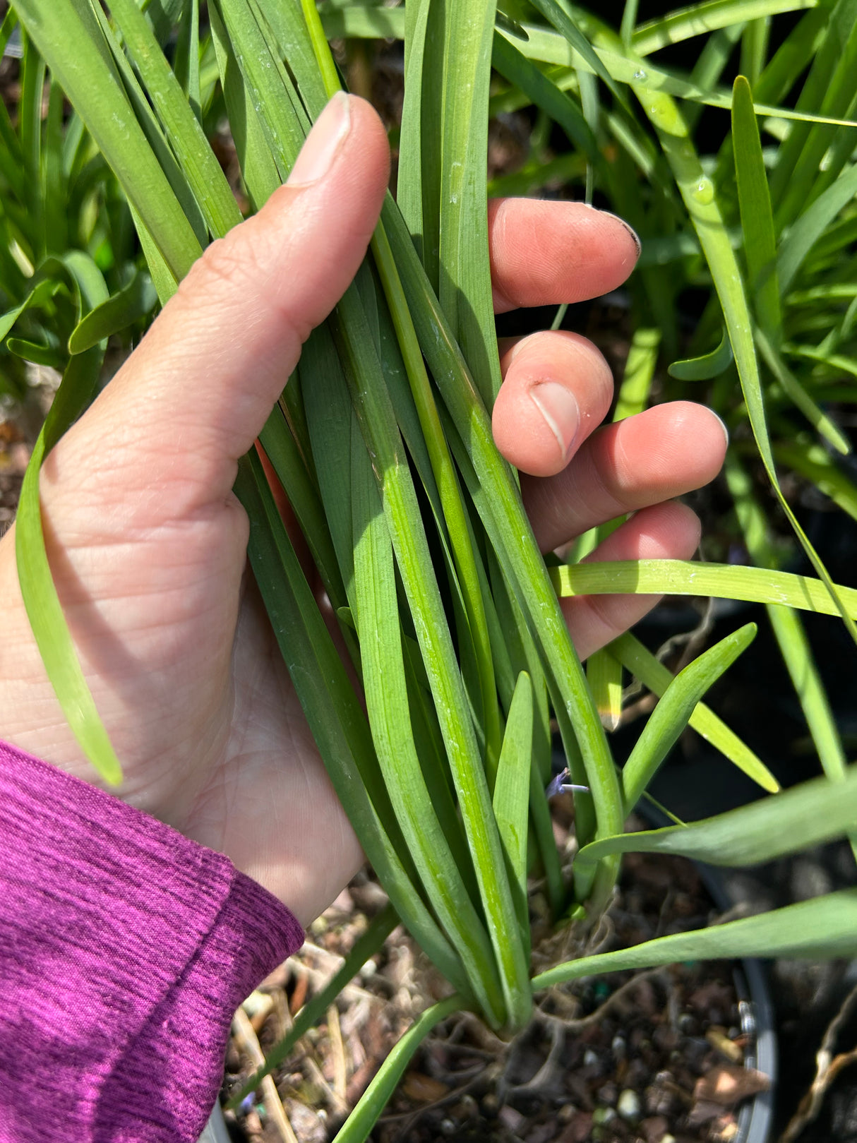 Society Garlic Plant