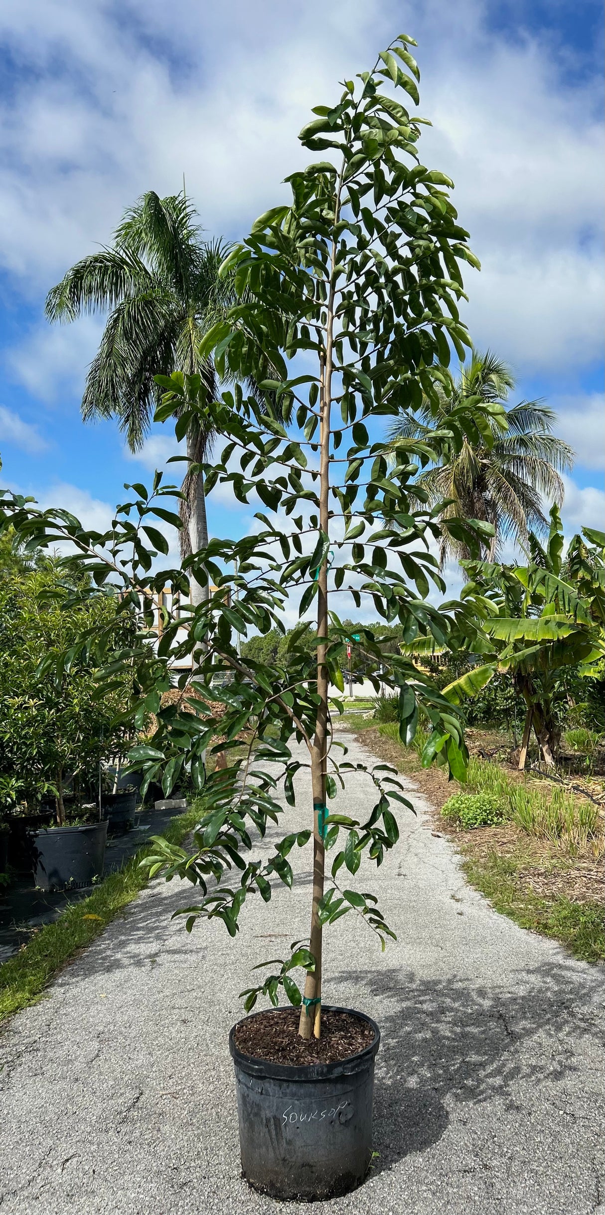 Soursop Tree (from seed)