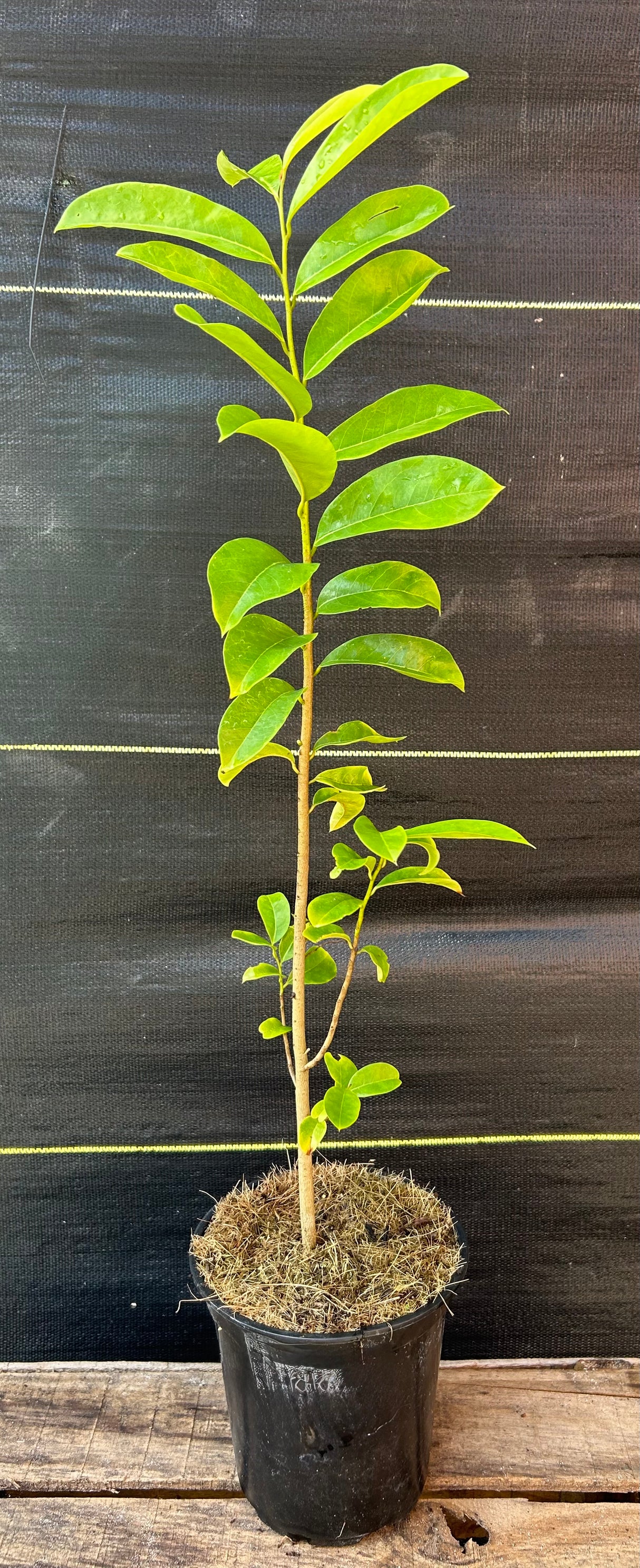 Soursop Tree (from seed)