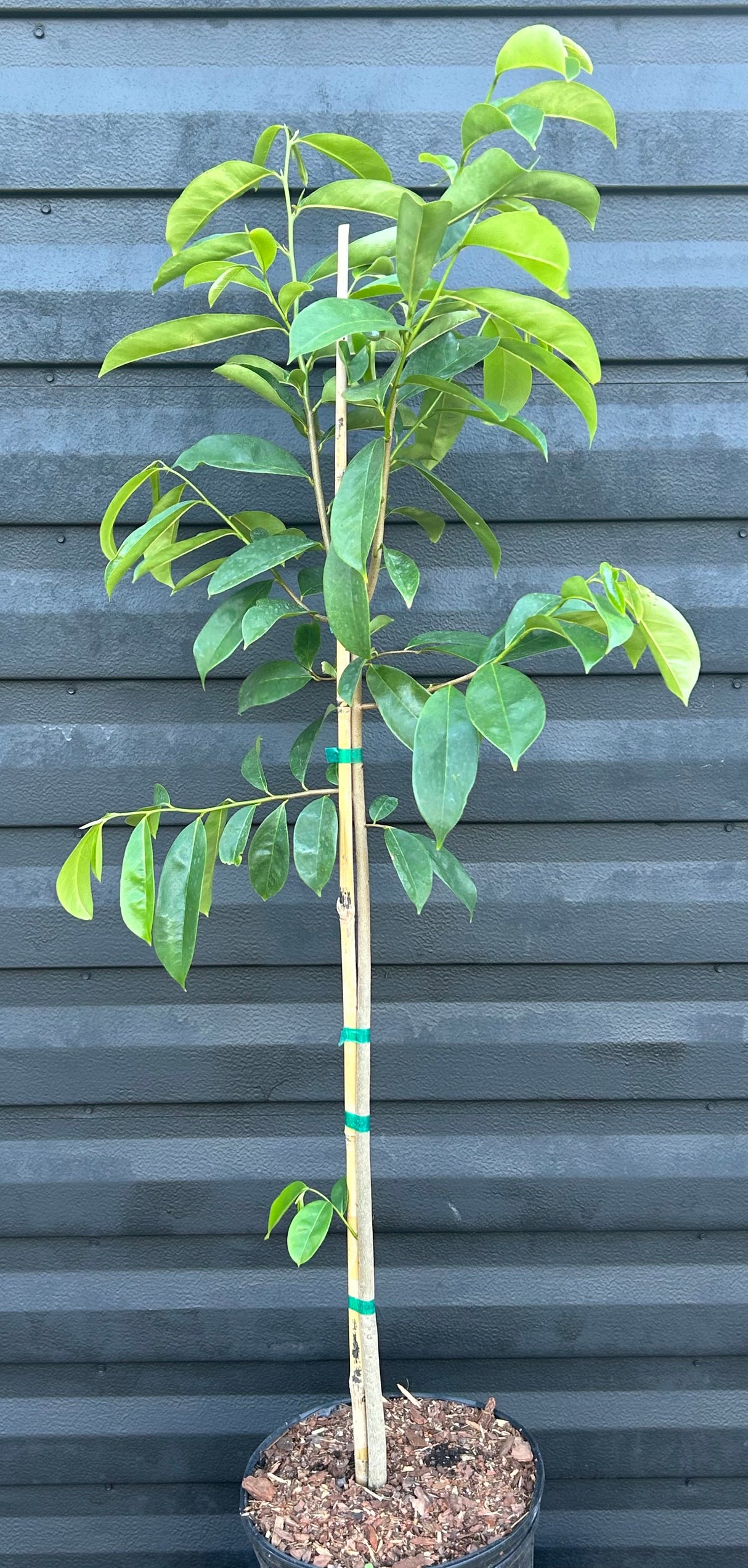 Soursop Tree ‘Miami’