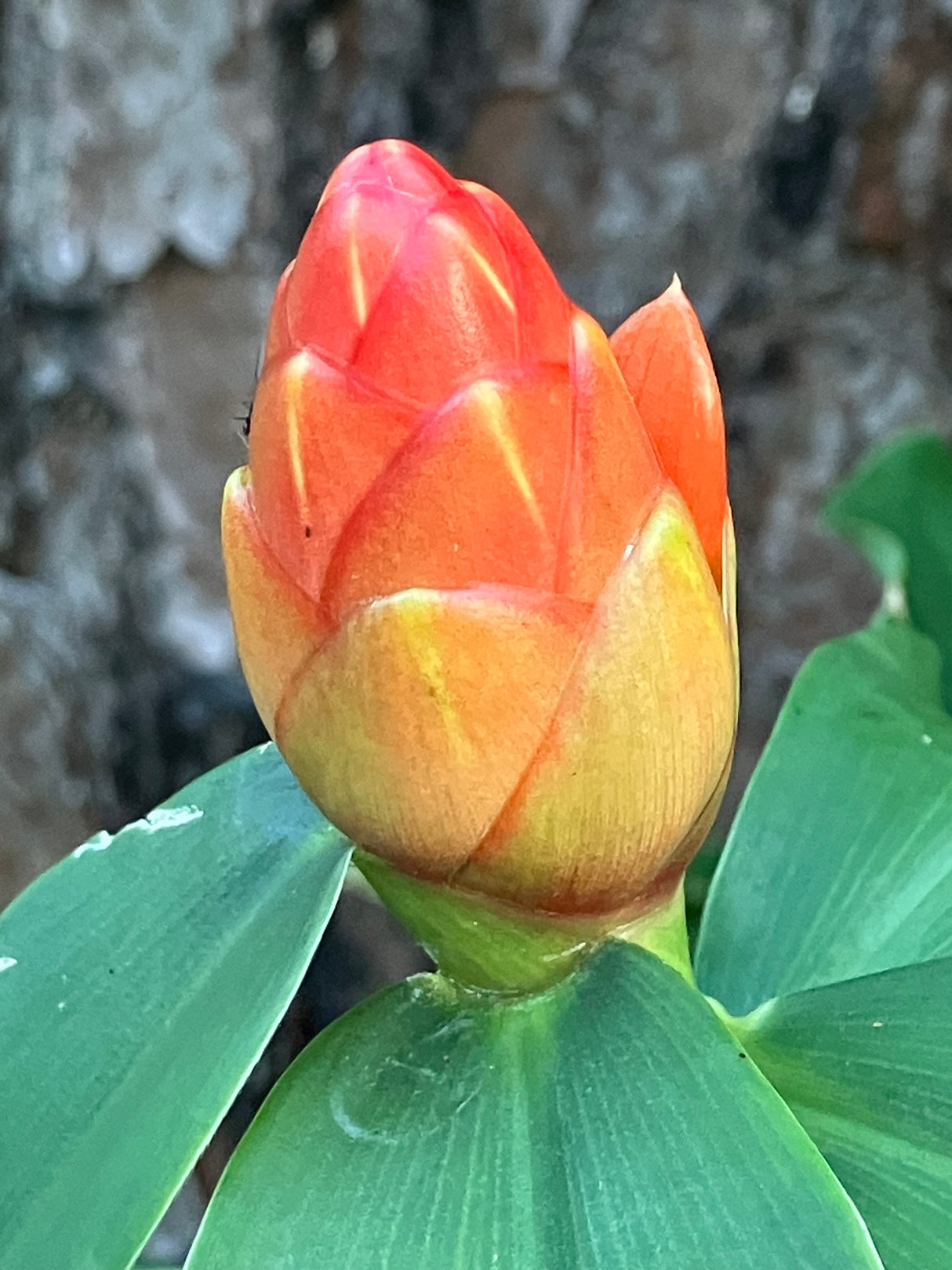 Spiral Ginger Plant ‘Red Button'