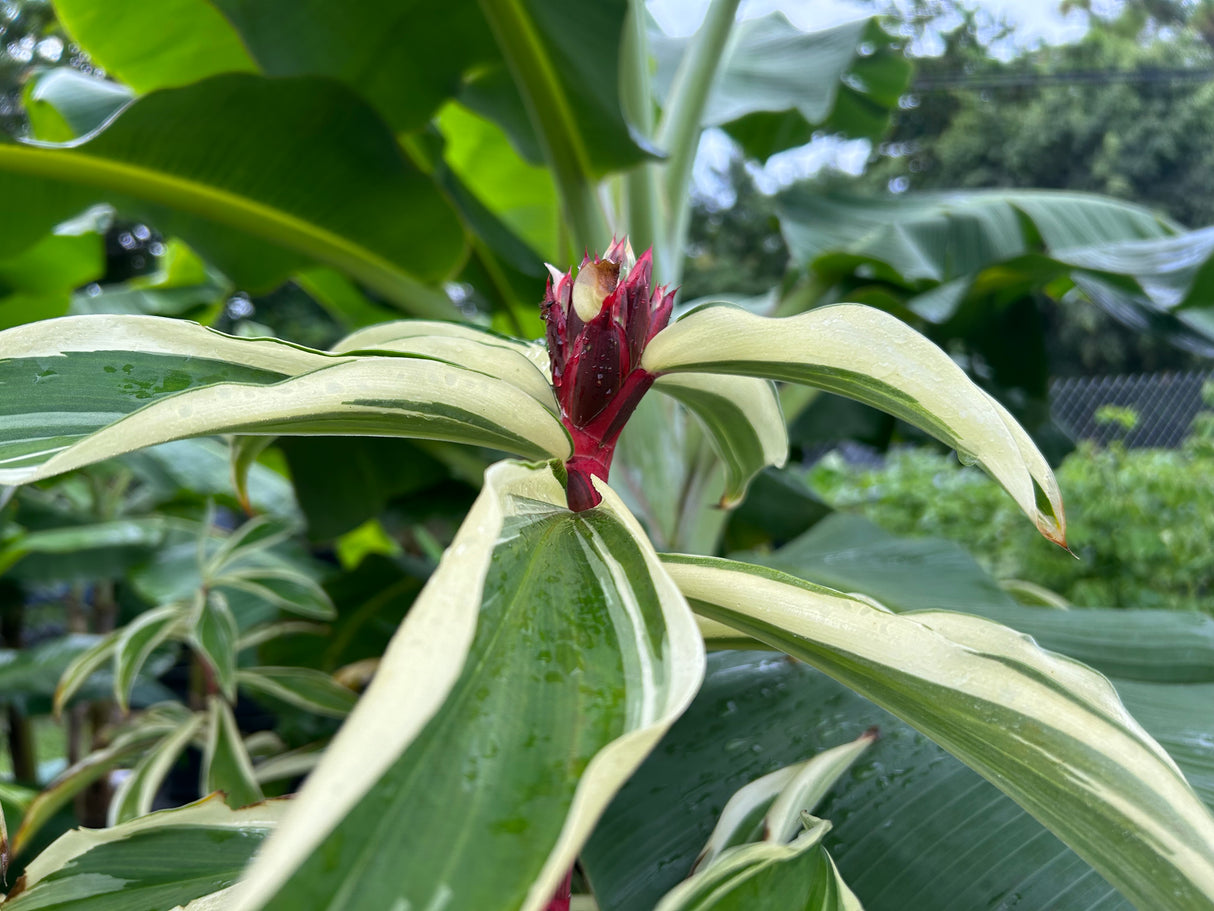 Spiral Ginger Plant - variegated