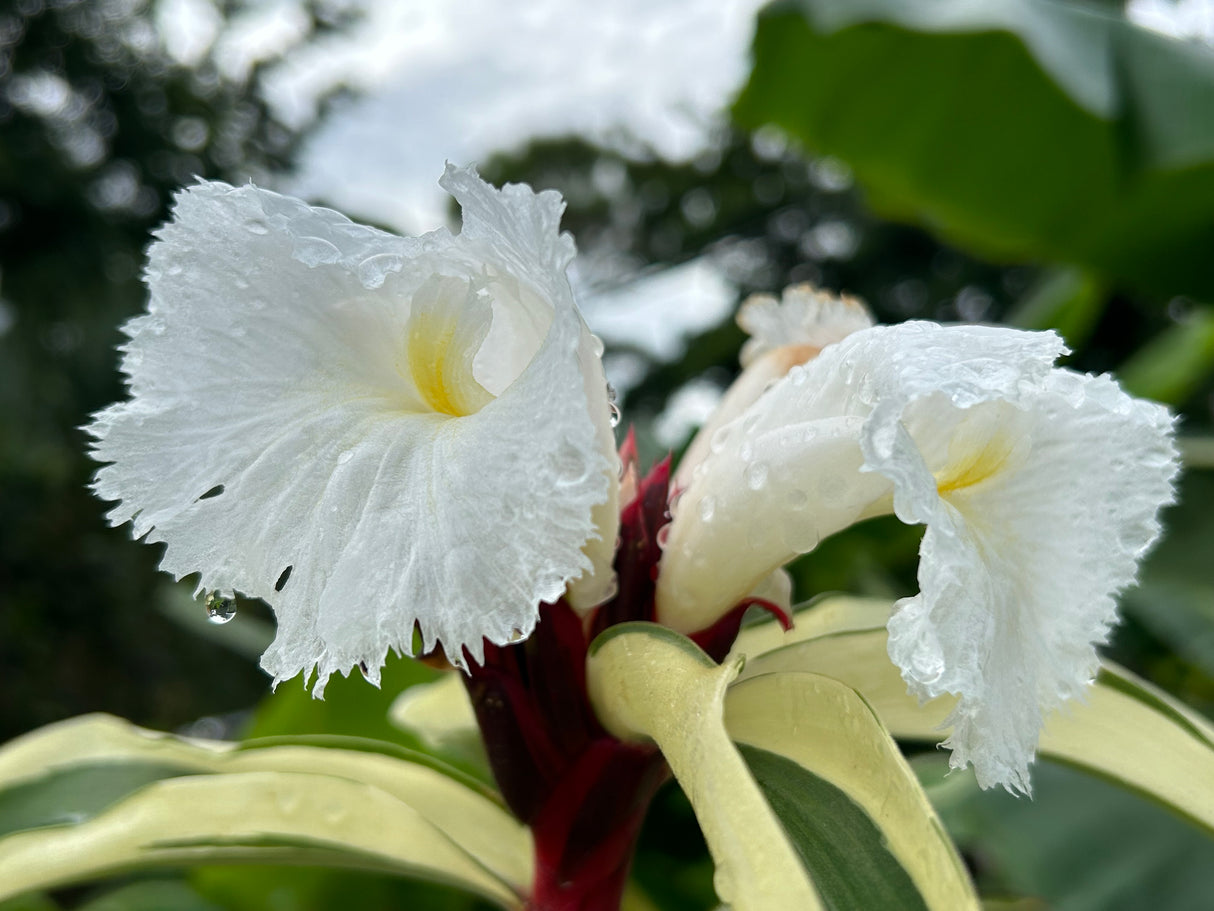 Spiral Ginger Plant - variegated