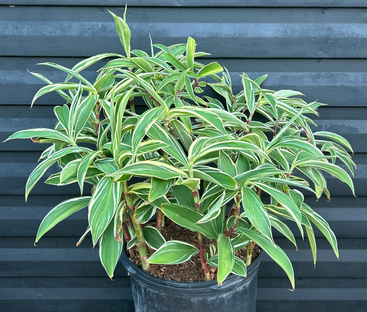 Spiral Ginger Plant - variegated