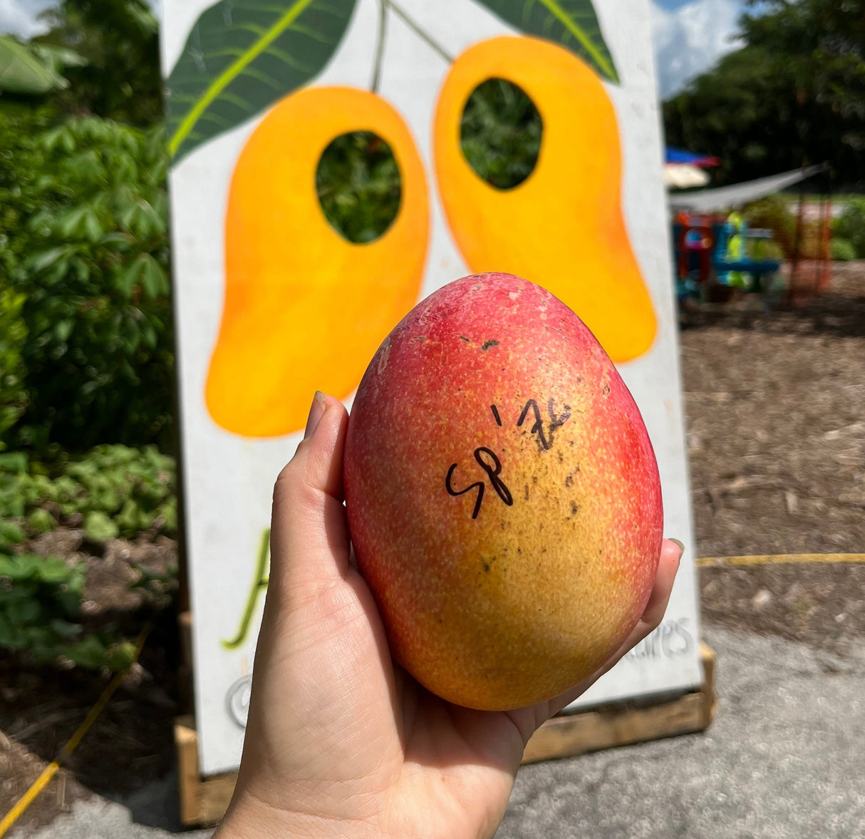 Mango Tree ‘Spirit of 76’