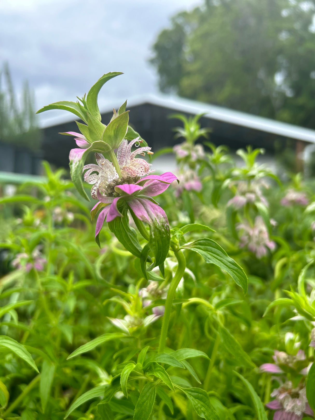 Spotted Bee Balm Plant