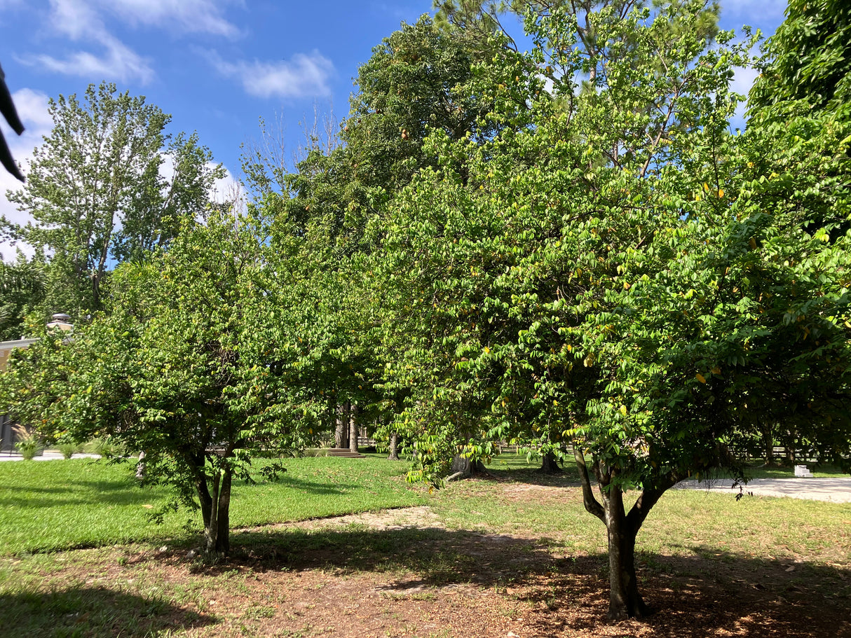 Carambola (Starfruit) Tree 'Fwang Tung'