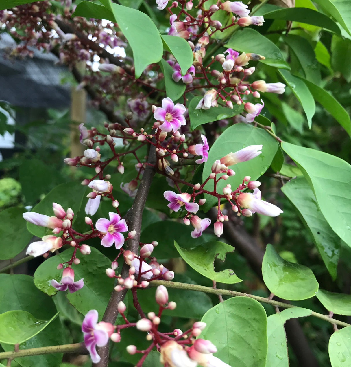 Carambola (Starfruit) Tree 'Kari'