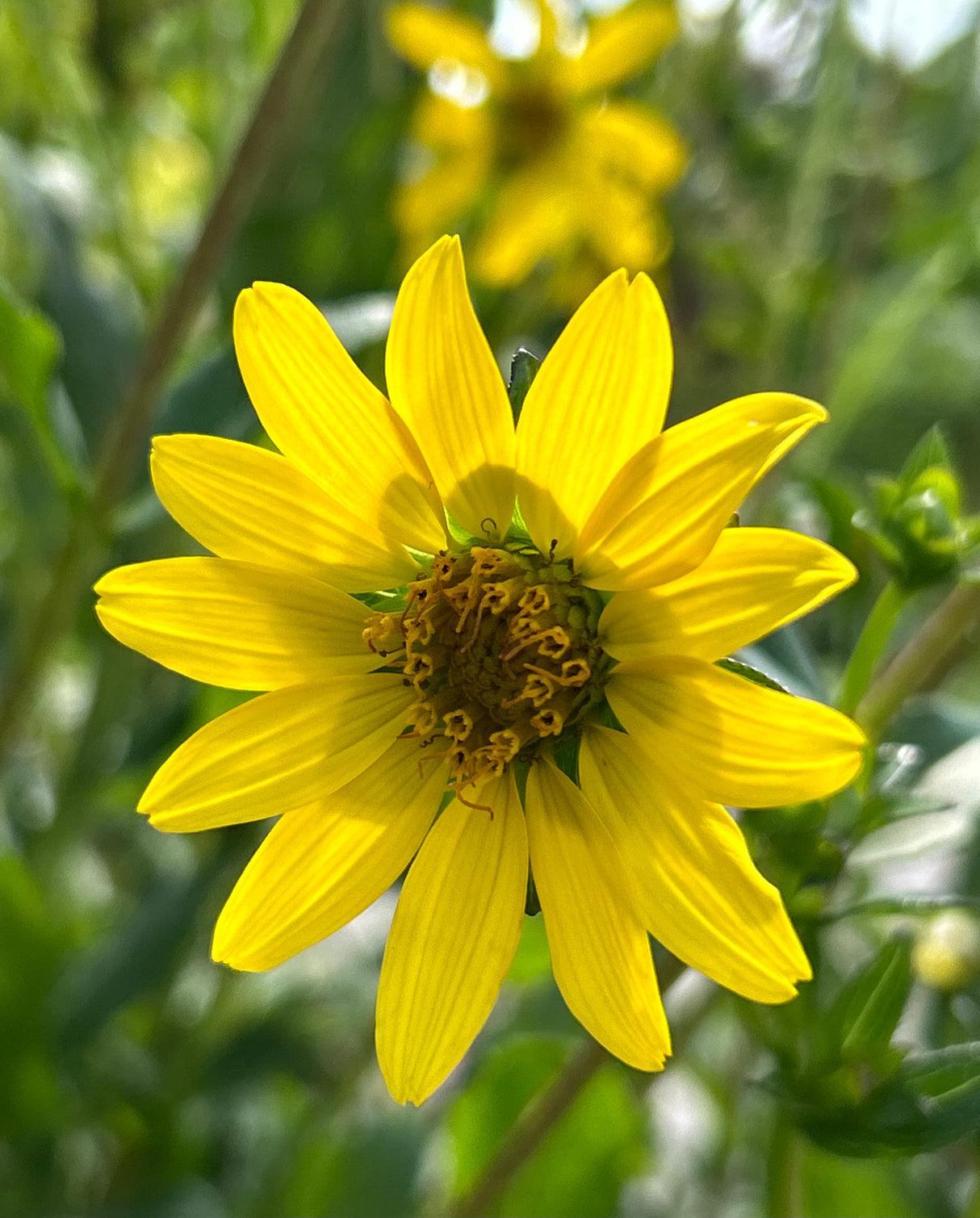 Starry Rosinweed Plant