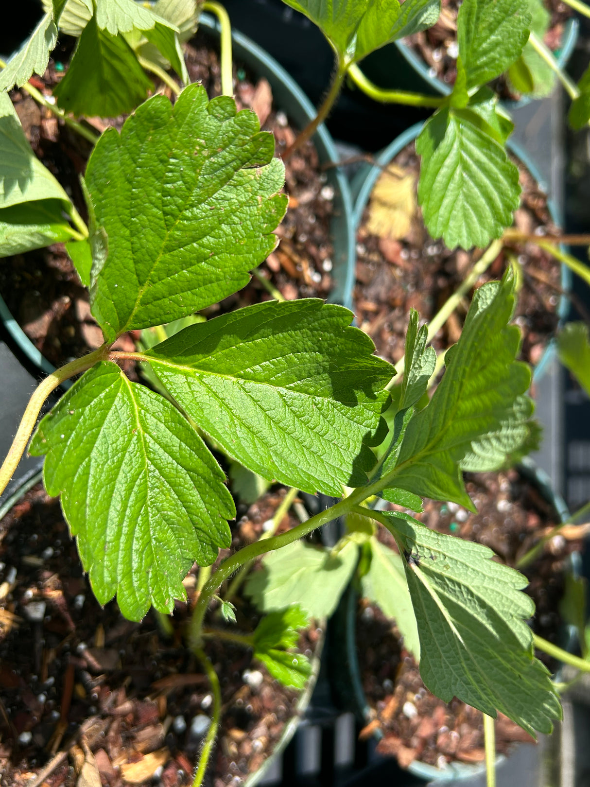 Strawberry Plant - 5 inch pot