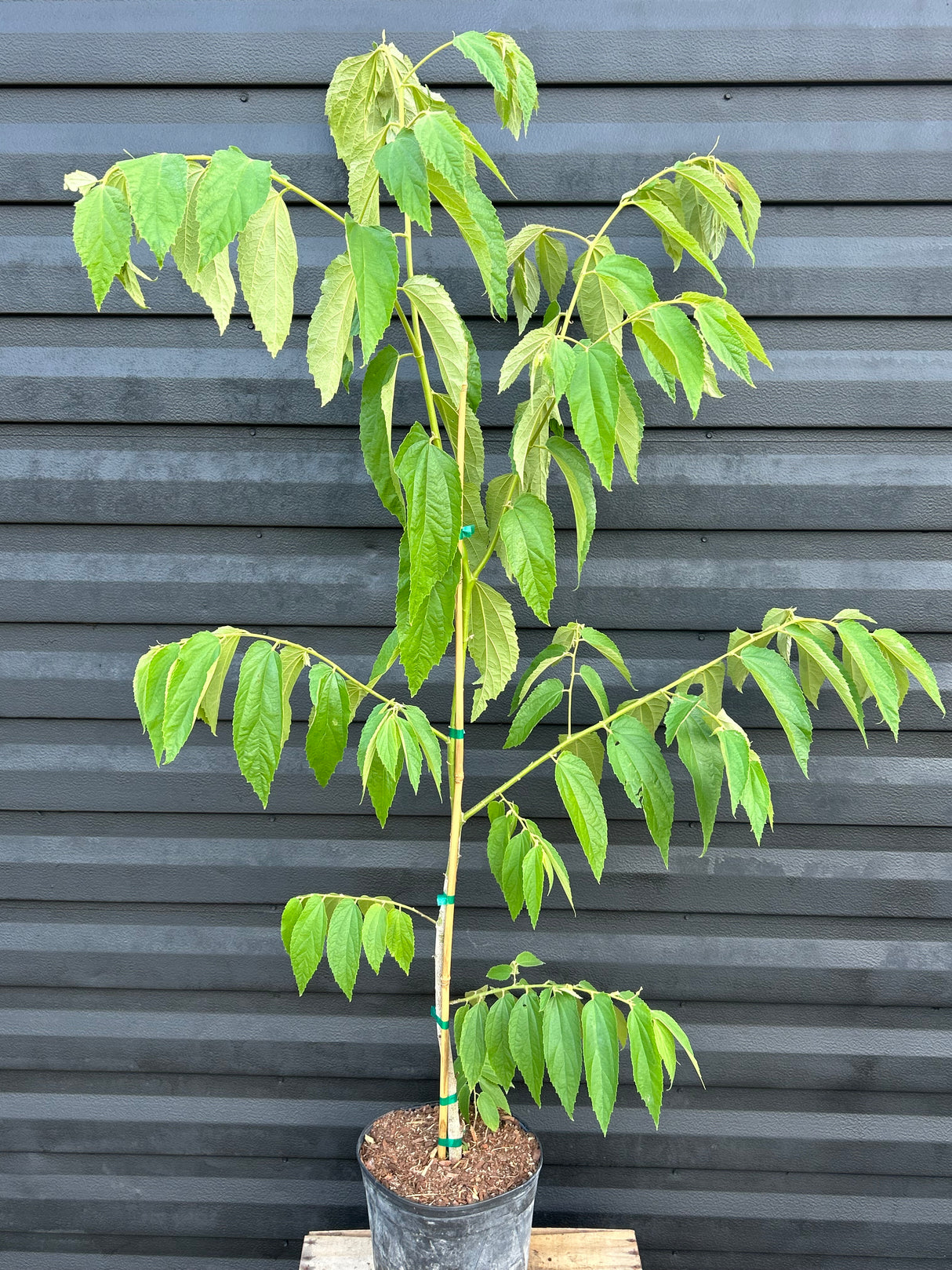Strawberry Tree - yellow