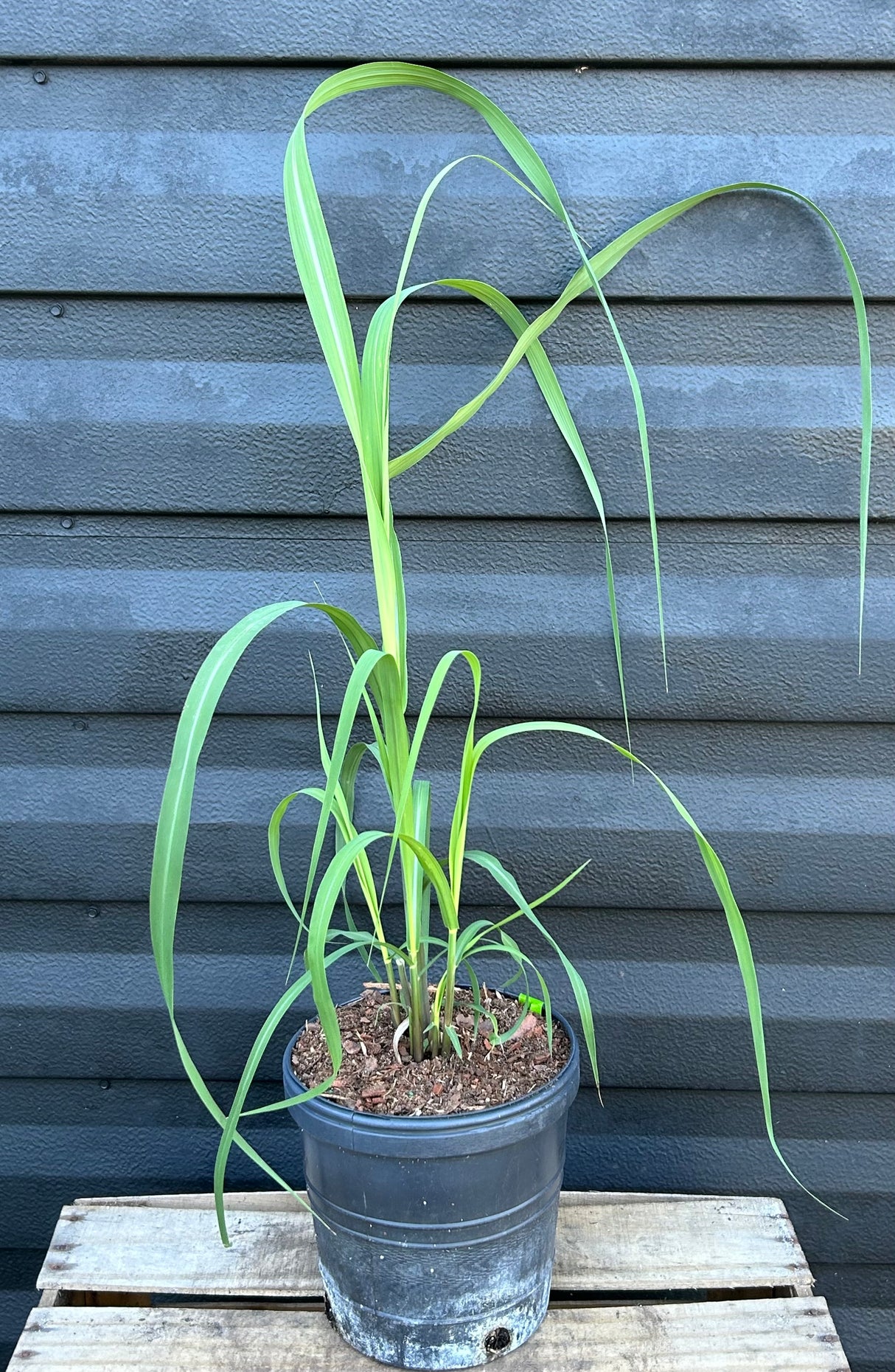 Sugar Cane Plant ‘Louisiana Green’