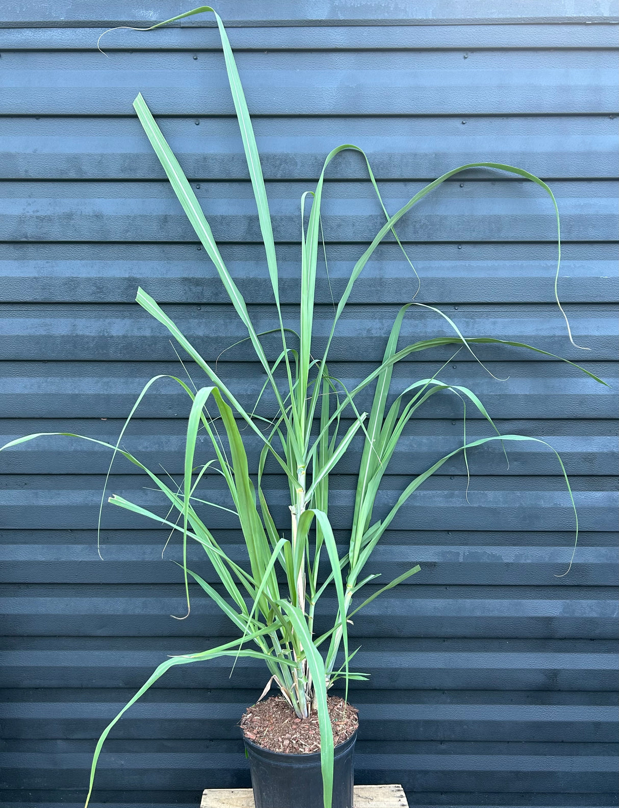 Sugar Cane Plant ‘Louisiana Green’
