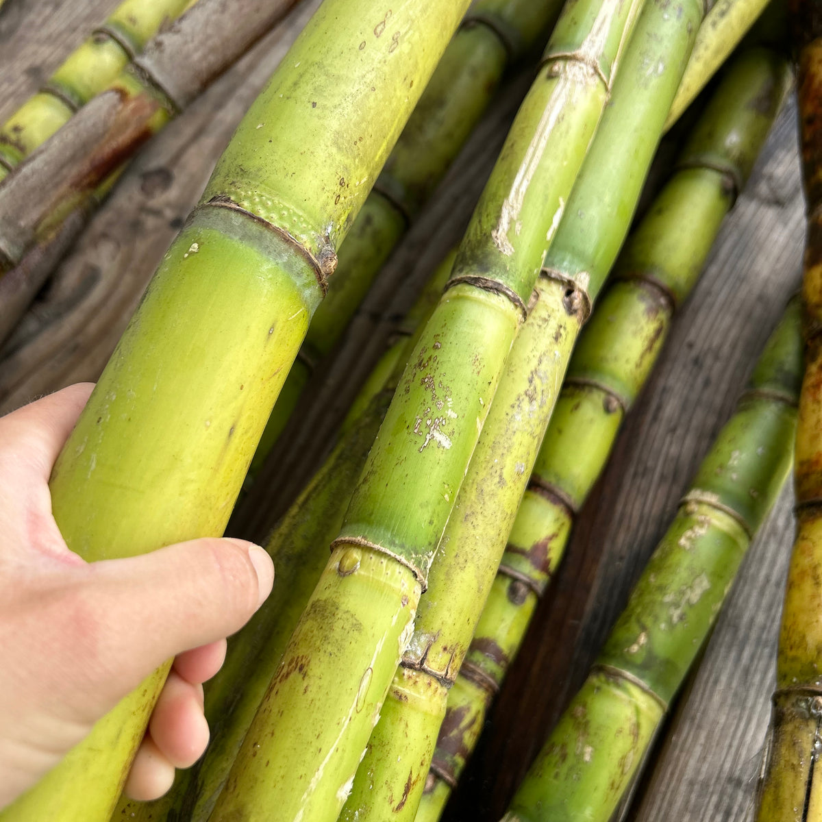 Sugar Cane Plant 
