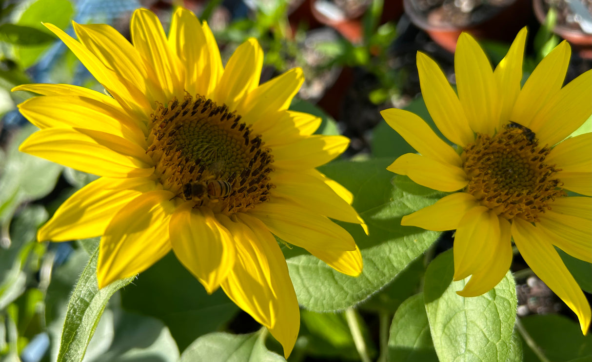 Annual Flowers - 6 inch pot
