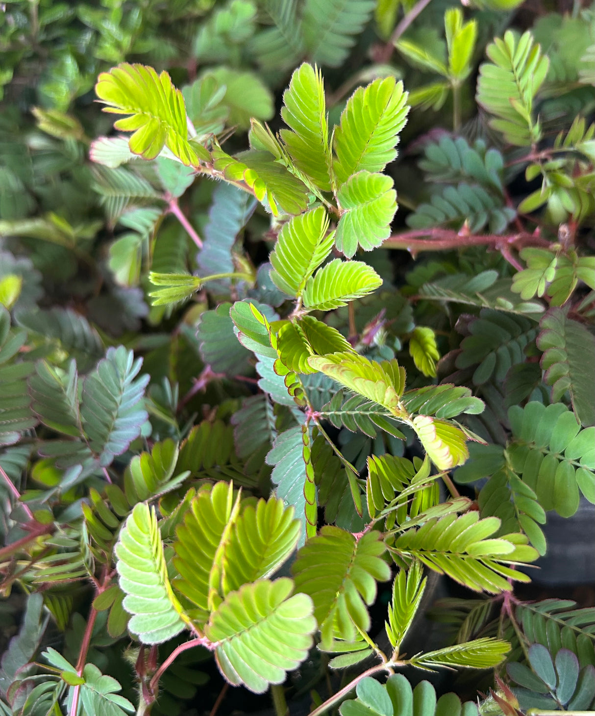 Sunshine Mimosa Plant