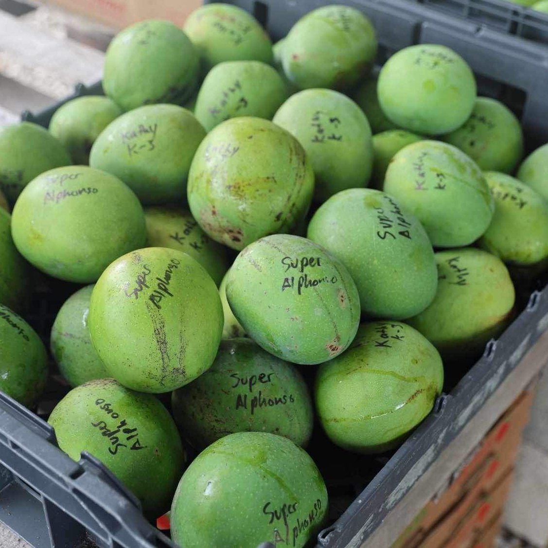 Mango Tree ‘Super Alphonso’