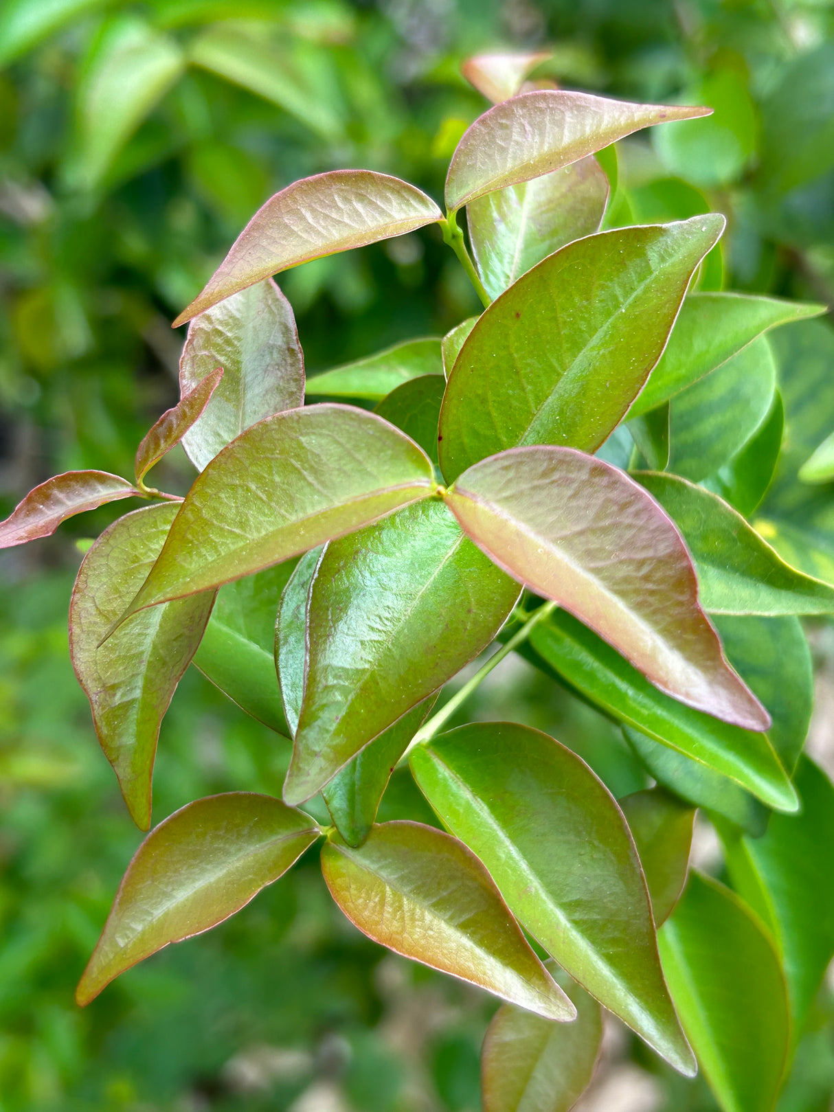 Surinam Cherry Tree 'Zill Dark'