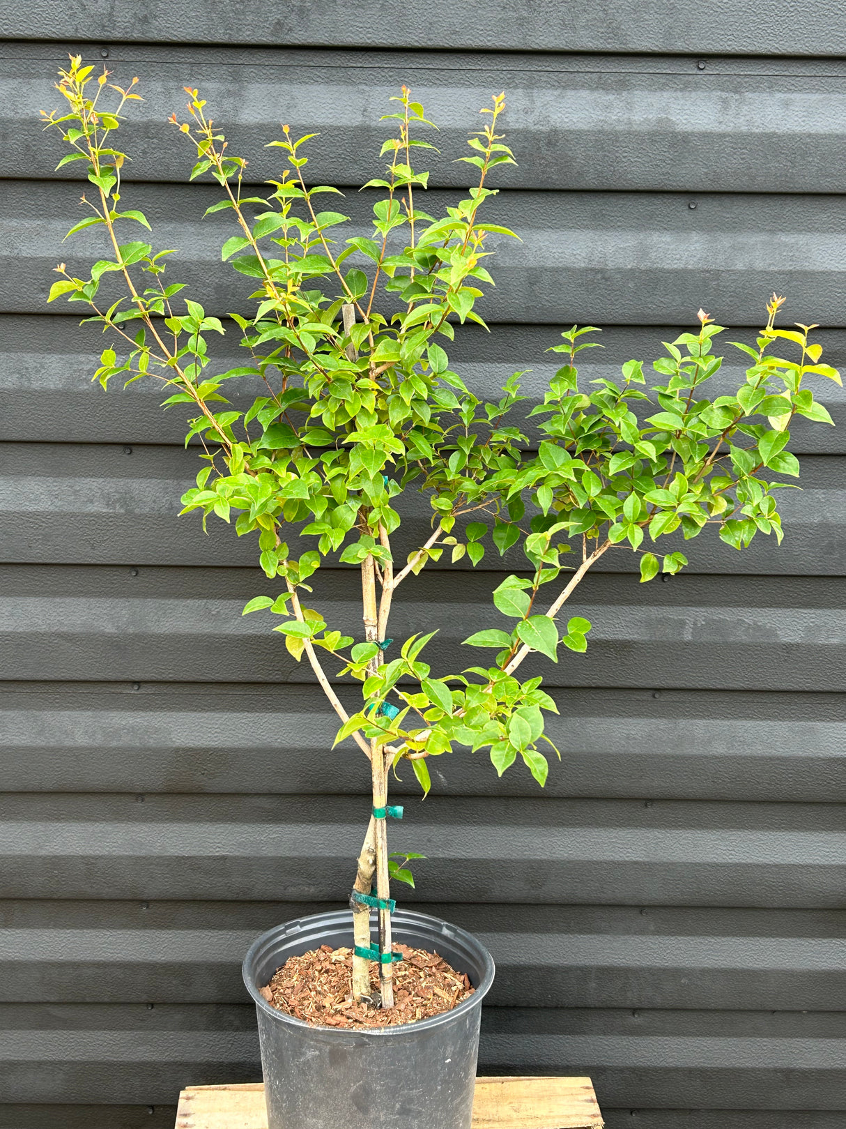Surinam Cherry Tree 'Zill Dark'