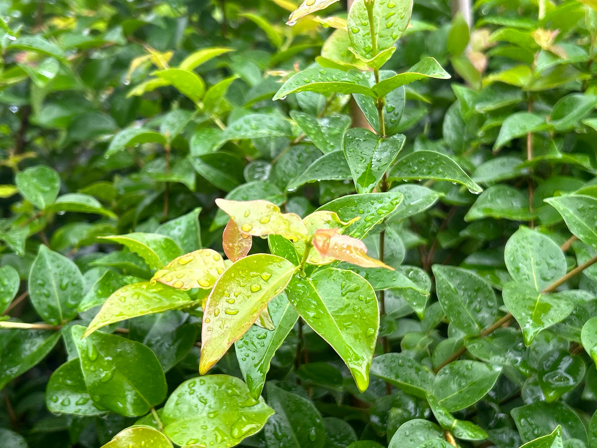 Surinam Cherry Tree 'Zill Dark'
