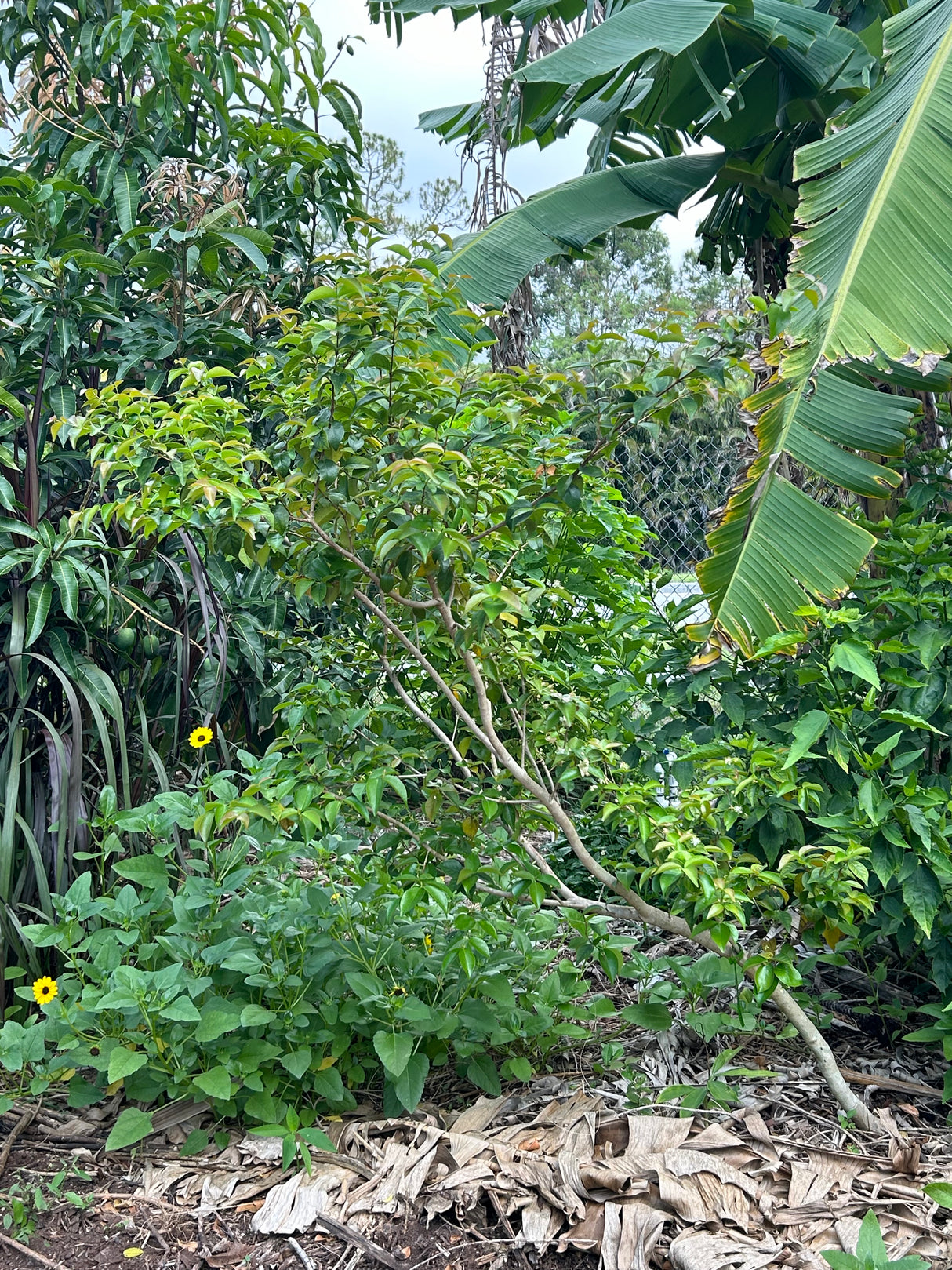 Surinam Cherry Tree 'Zill Dark'
