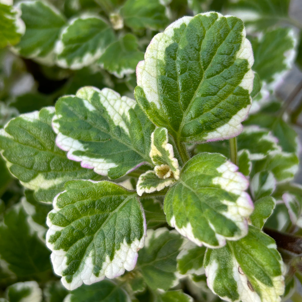swedish ivy money plant Swedish Ivy Plant