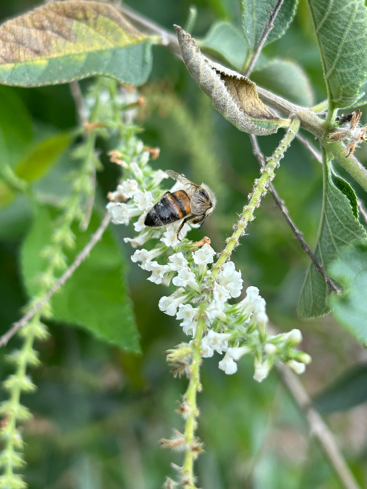 Sweet Almond Plant