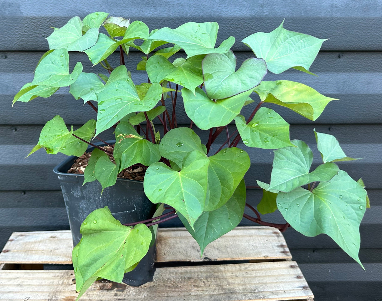 Sweet Potato Plant ‘Tainung 64’