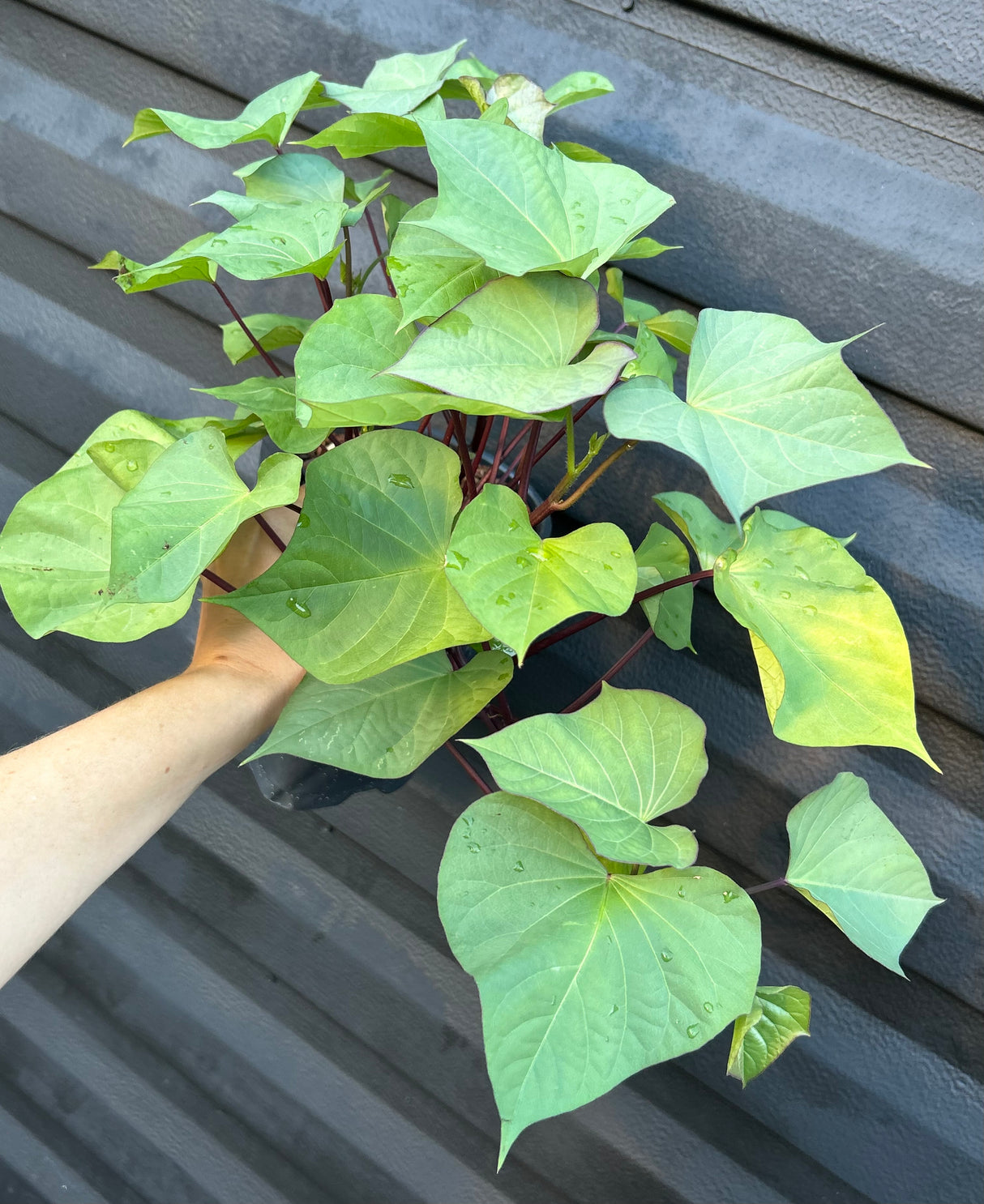 Sweet Potato Plant ‘Tainung 64’
