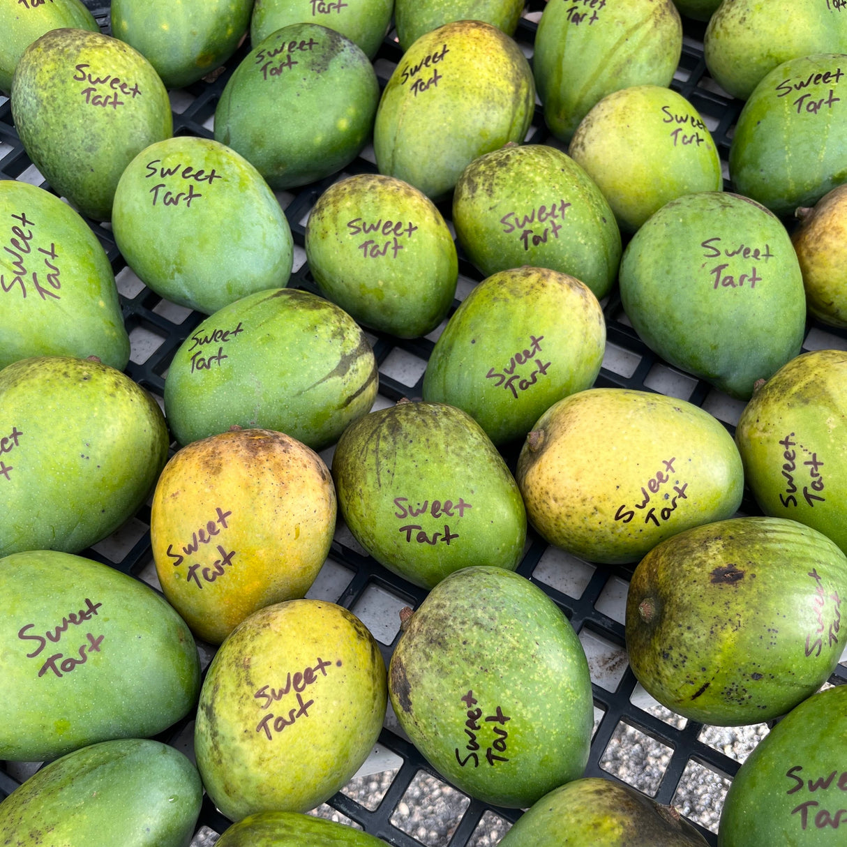 Mango Tree ‘Sweet Tart’
