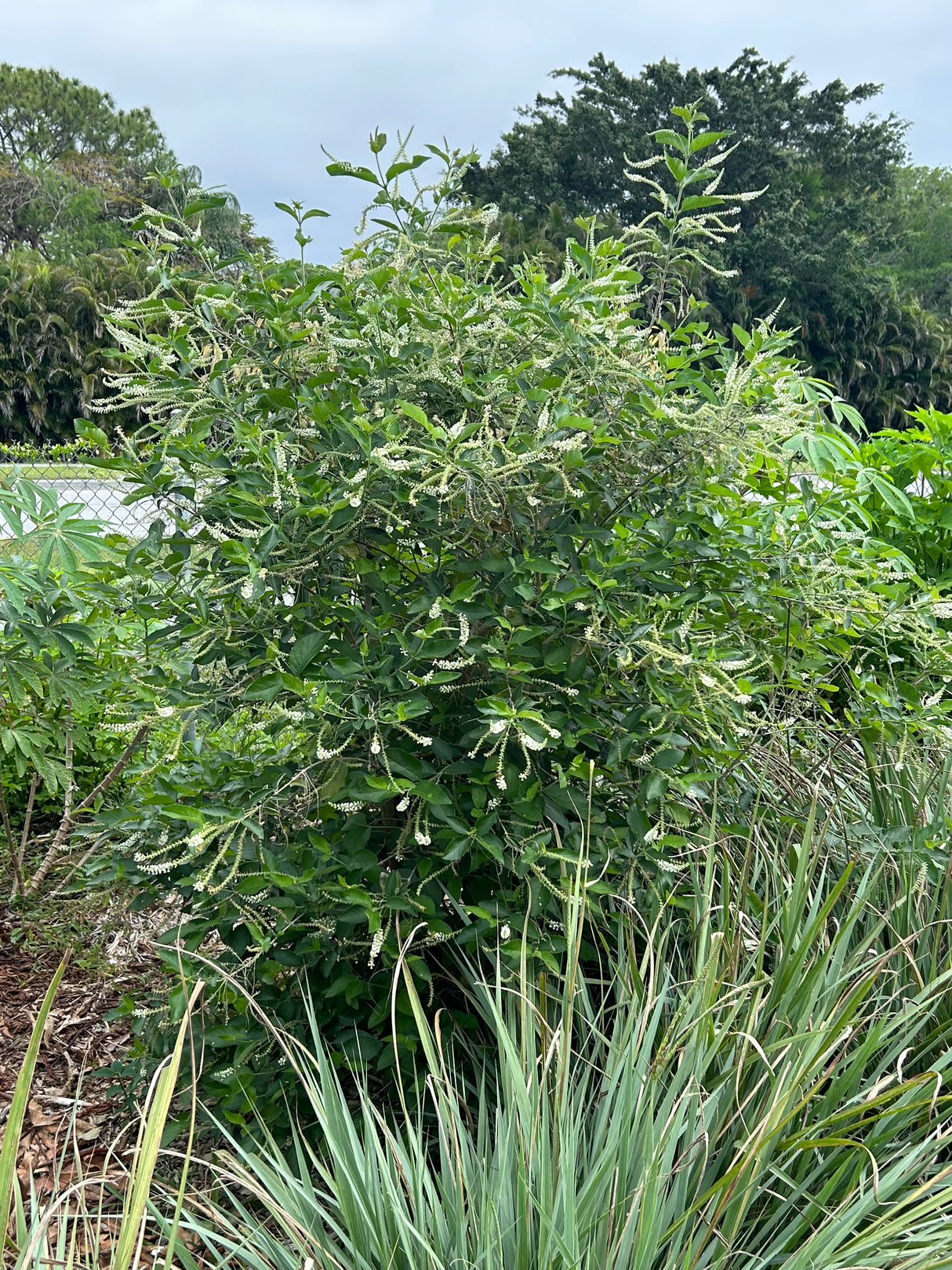 Sweet Almond Plant