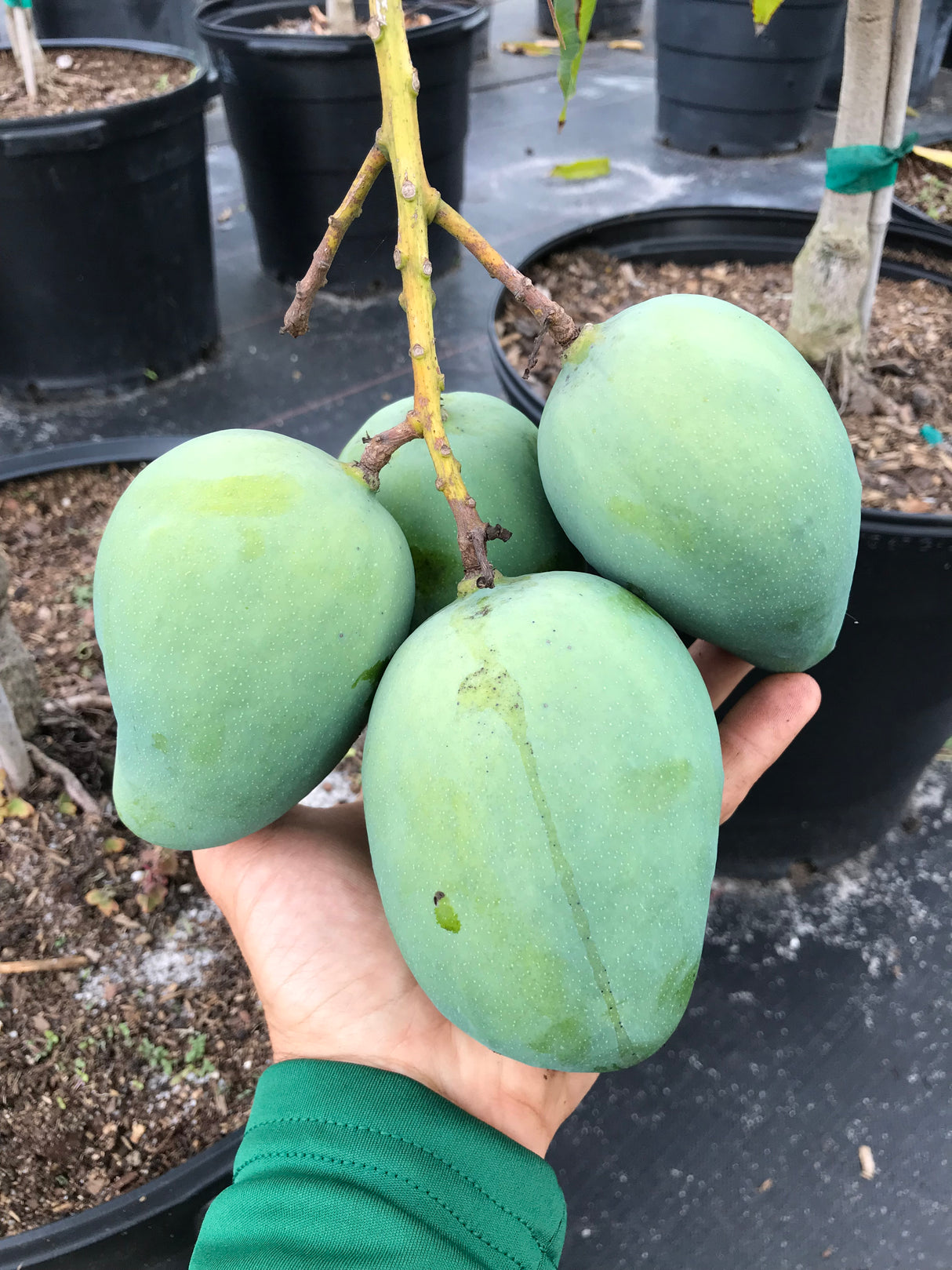 Mango Tree ‘Sweet Tart’