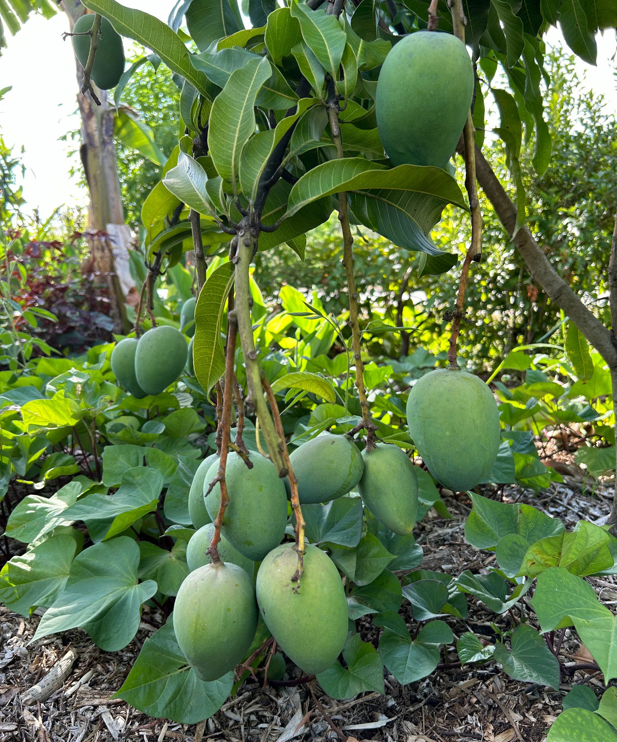 Mango Tree ‘Sweet Tart’