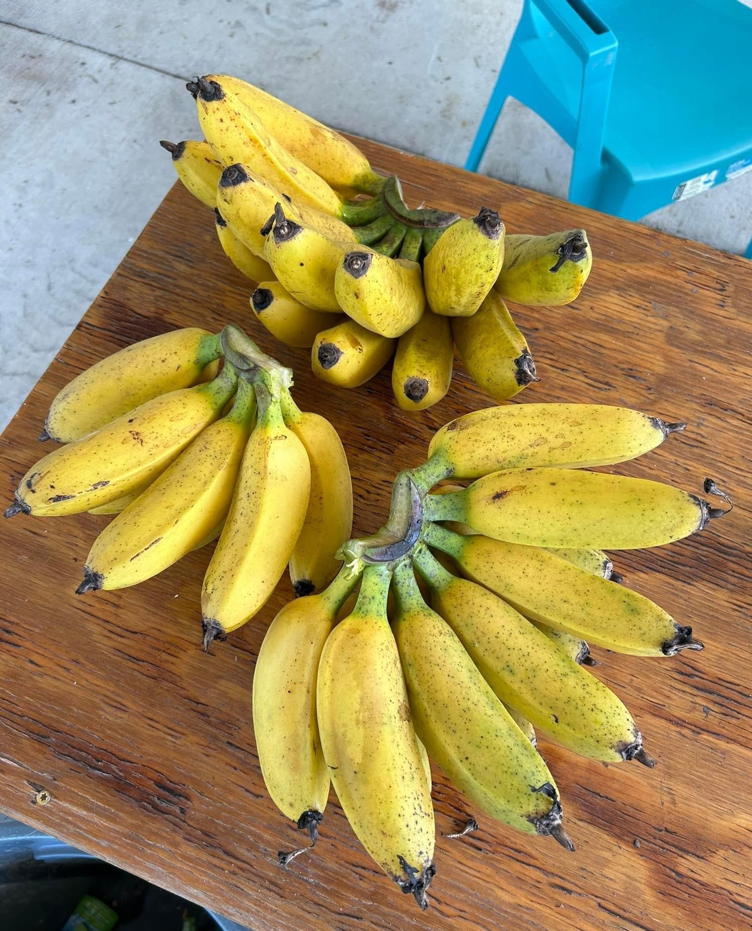 Banana Plant 'Sweetheart' (FHIA-03) – Incredible Edible Landscapes