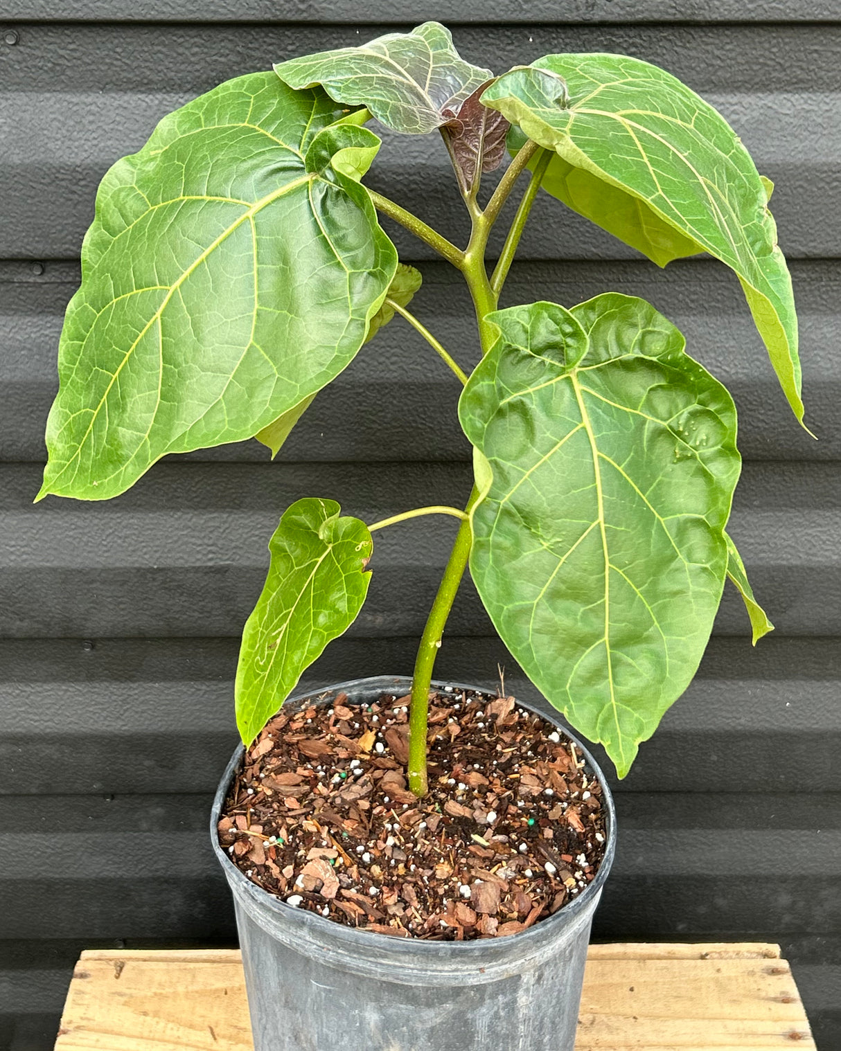 Tamarillo Tree