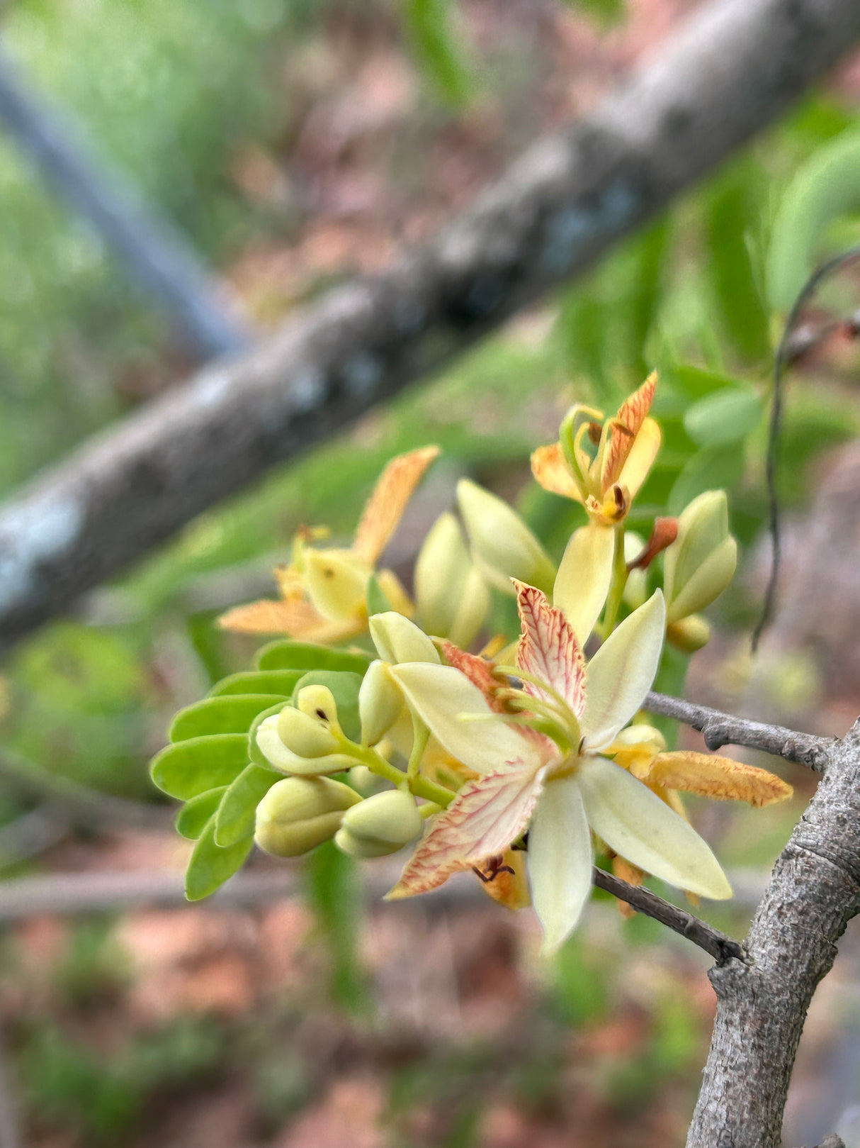 Tamarind ‘Thai Sweet’