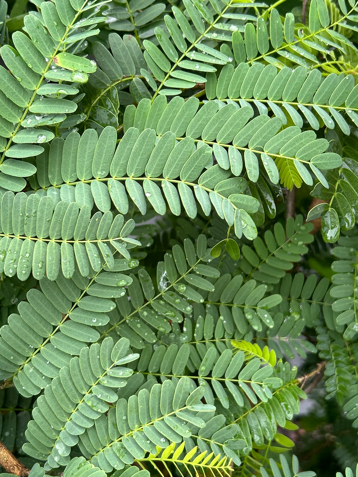 Tamarind ‘Thai Sweet’