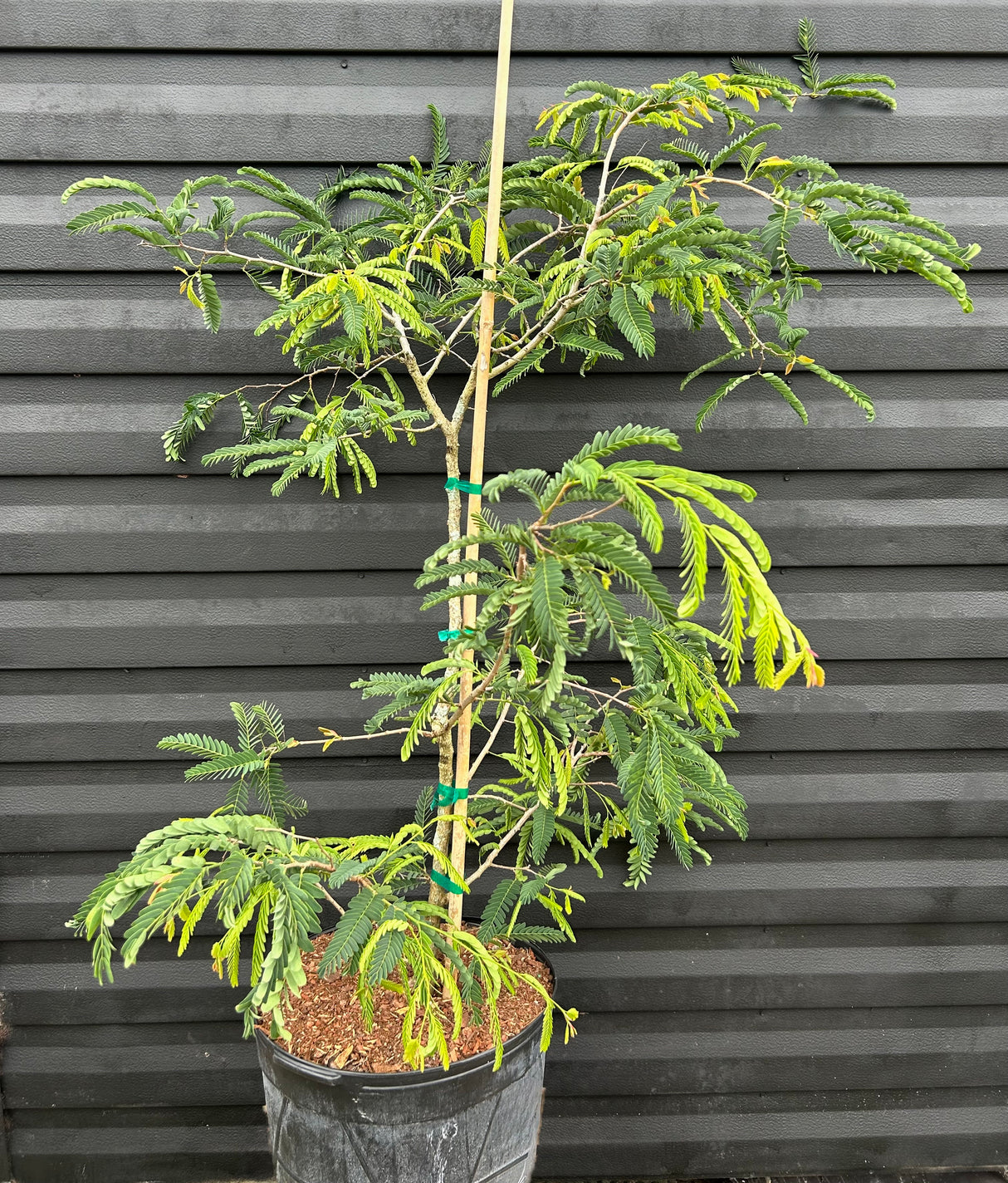 Tamarind ‘Thai Sweet’