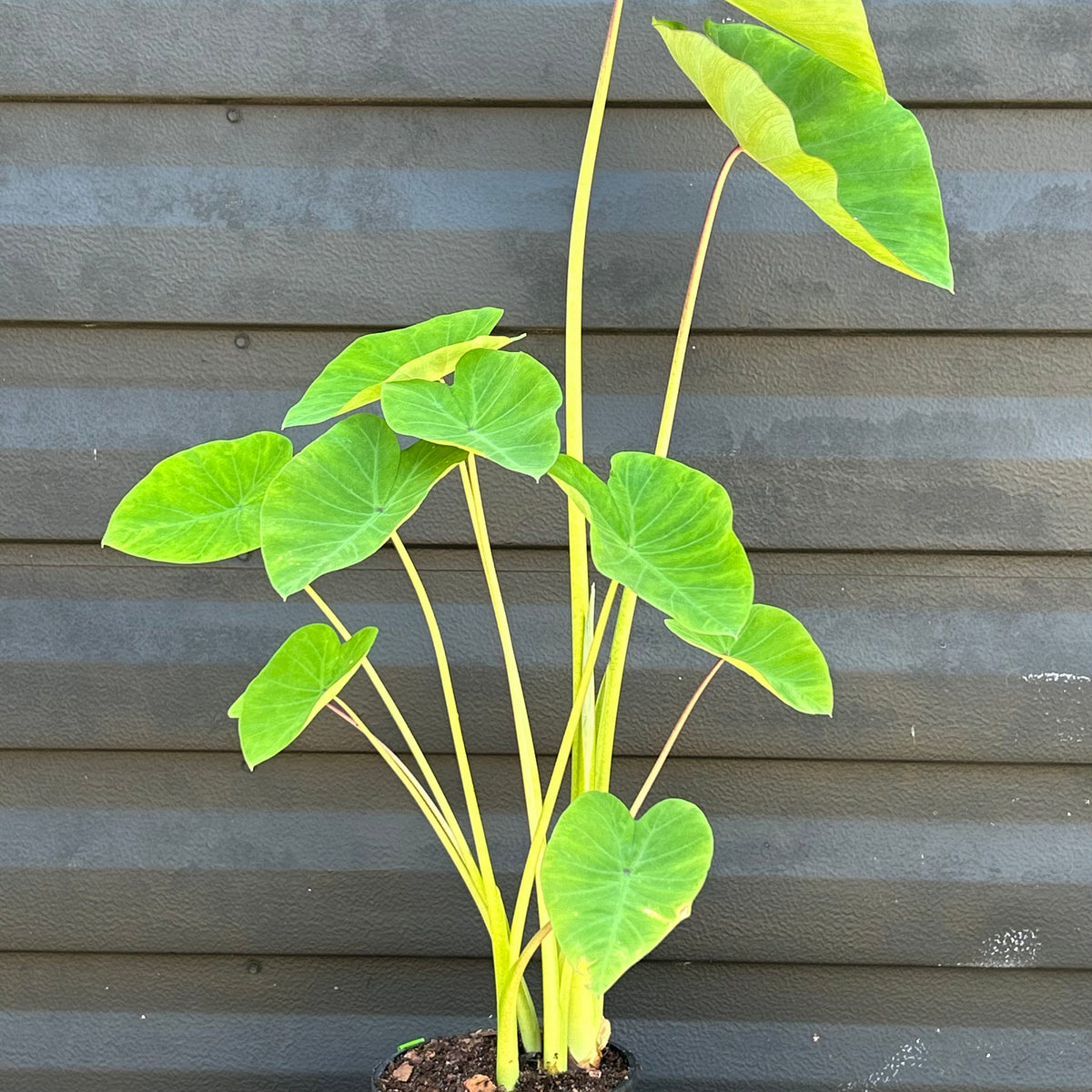 taro house plant Taro Plant 'Puerto Rican' – Incredible Edible Landscapes