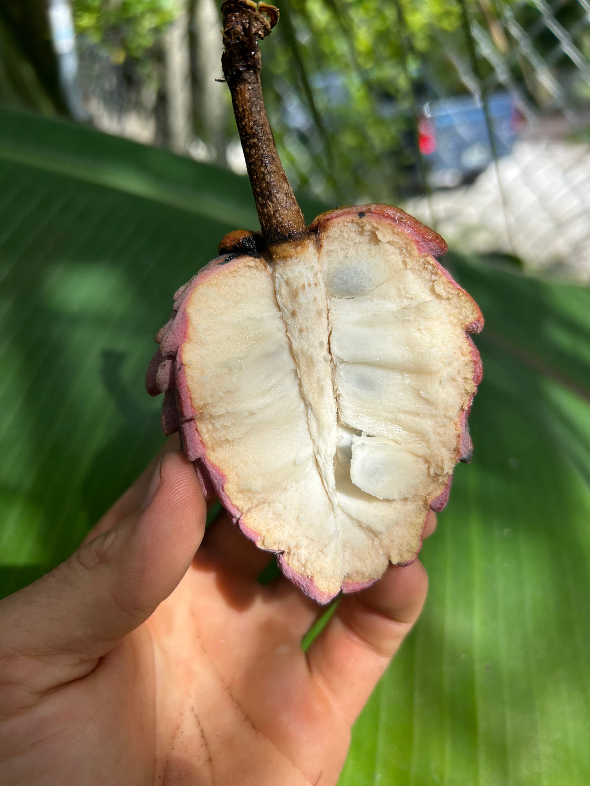 Temoylata Tree 'Red Geffner'