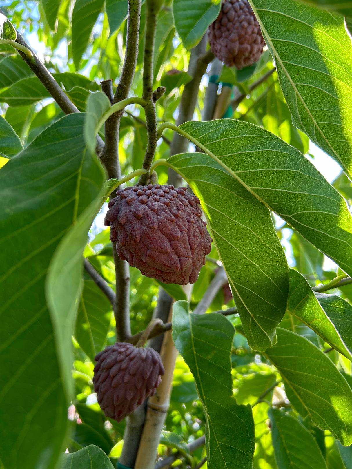 Temoylata Tree 'Red Geffner'