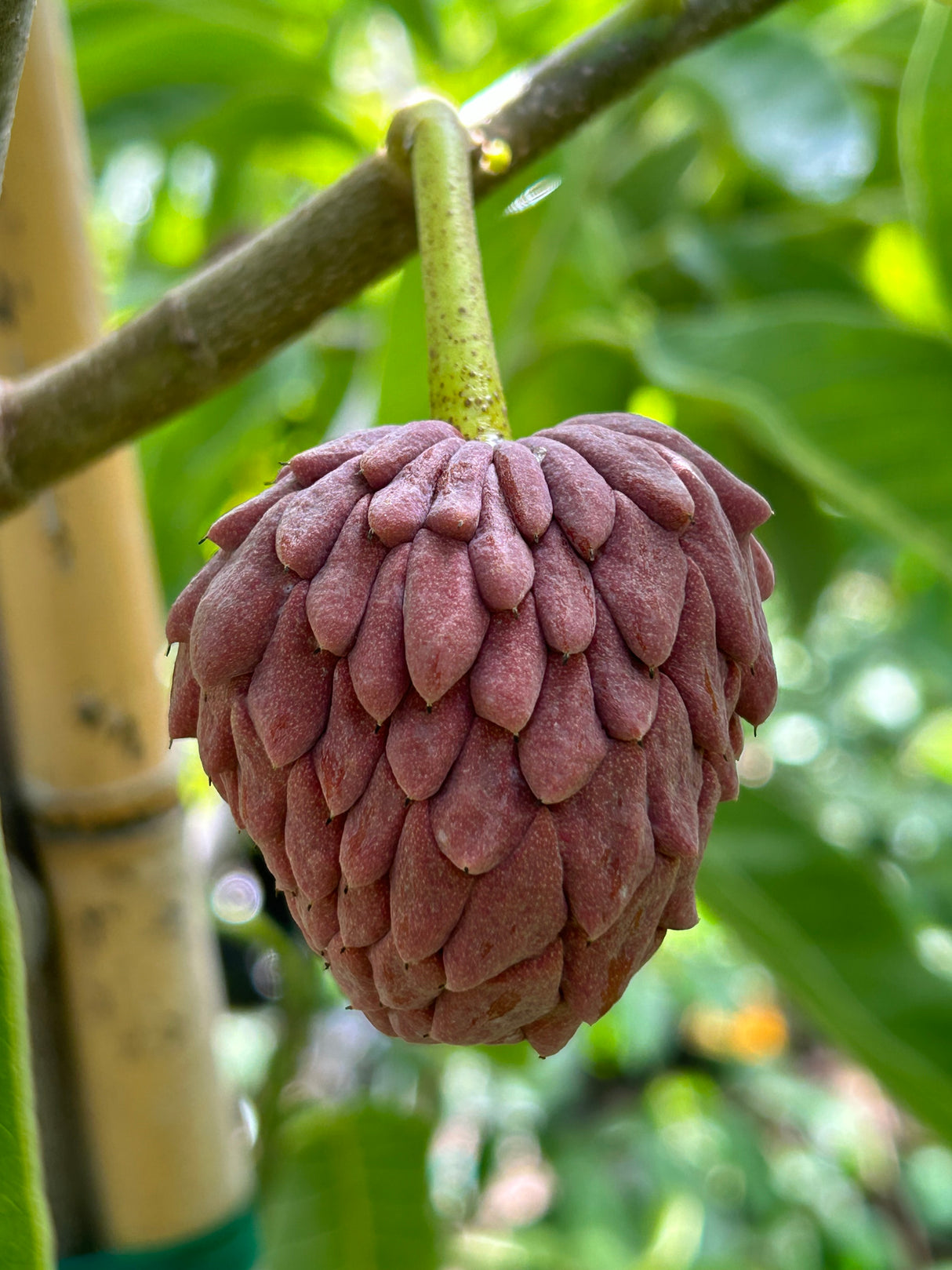 Temoylata Tree 'Red Geffner'