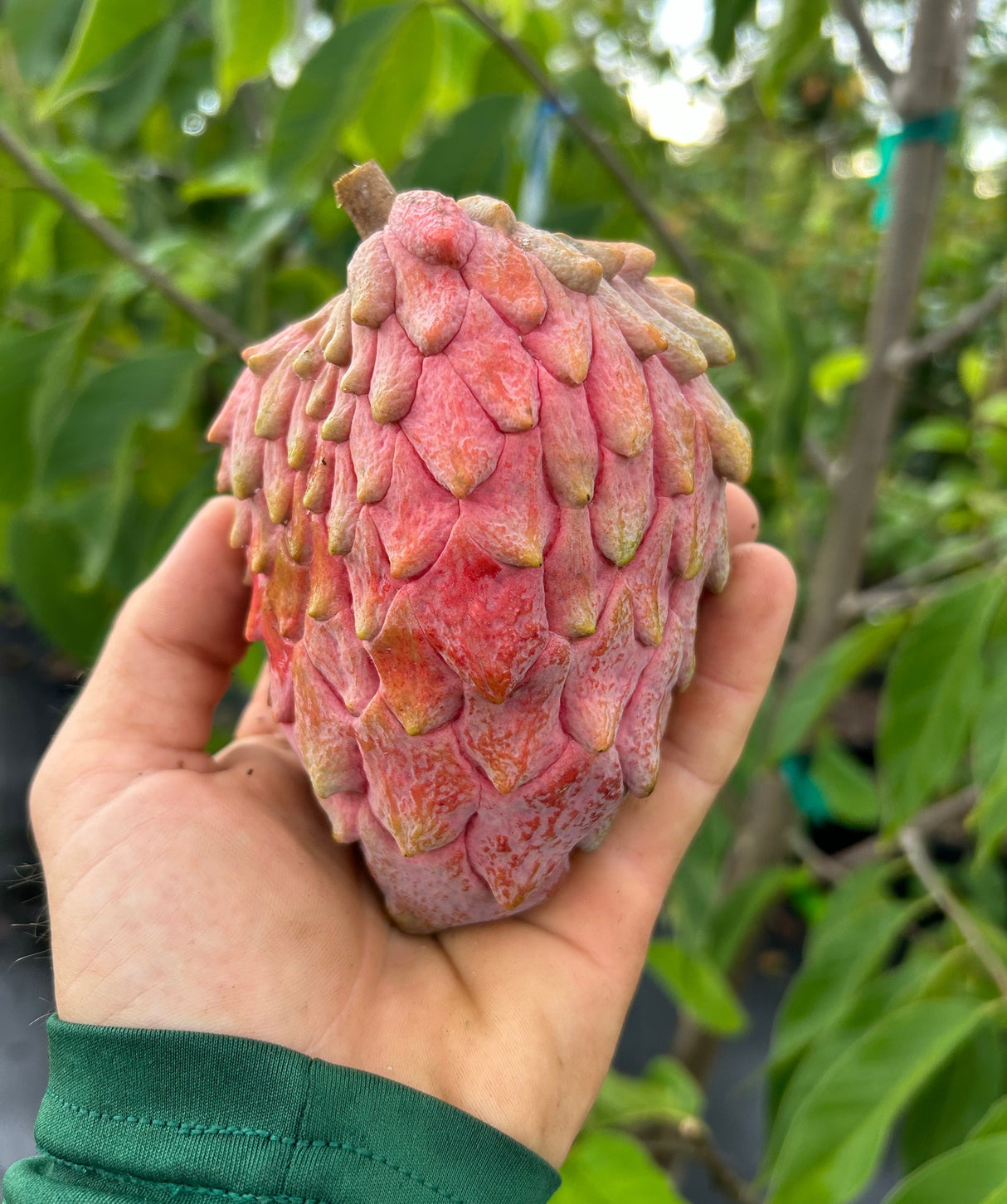 Temoylata Tree 'Red Geffner'