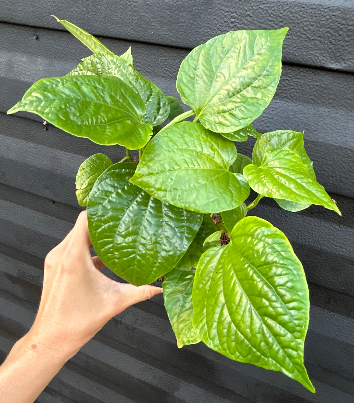 Thai Pepper Leaf Plant